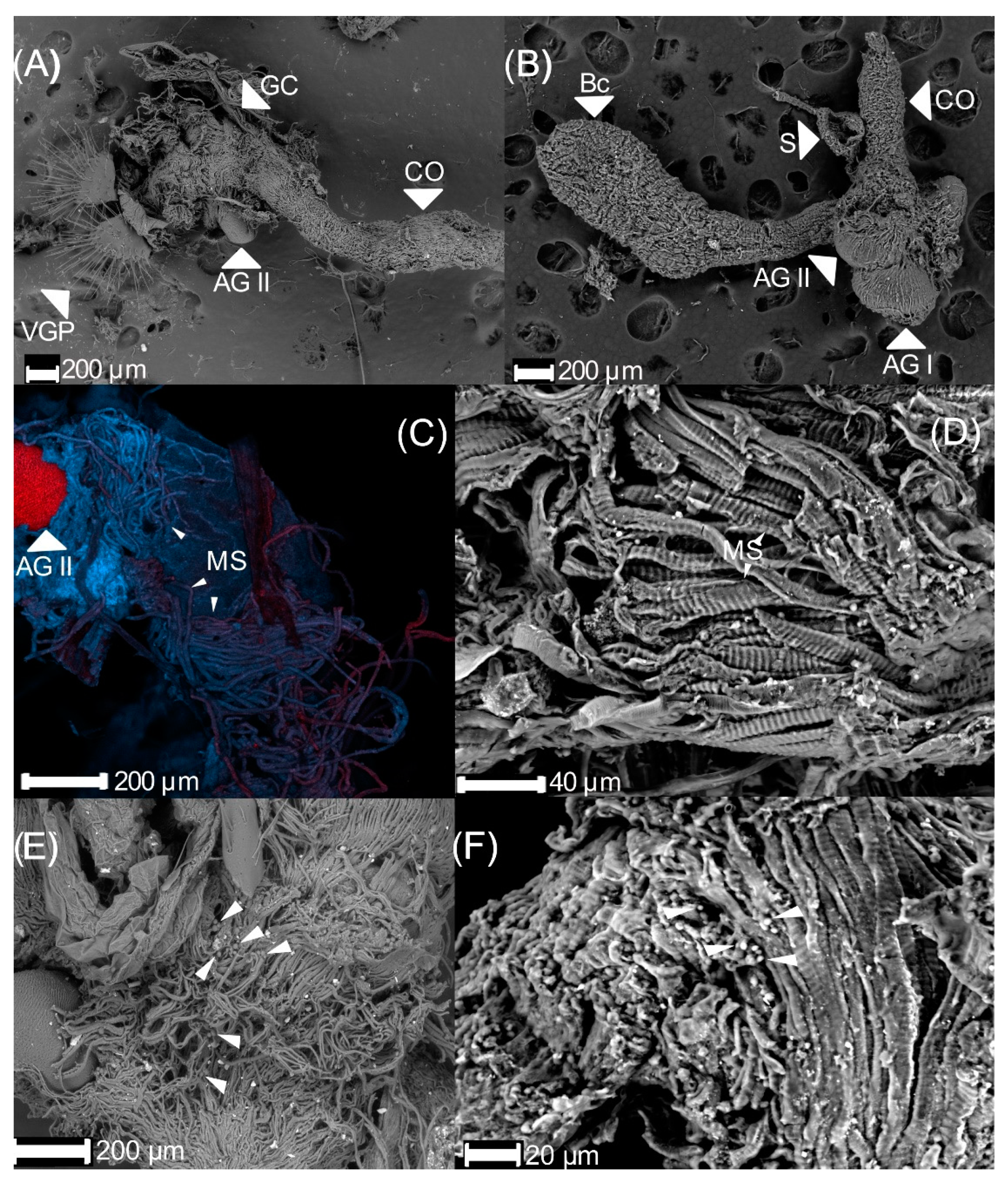 Insects 13 00638 g006