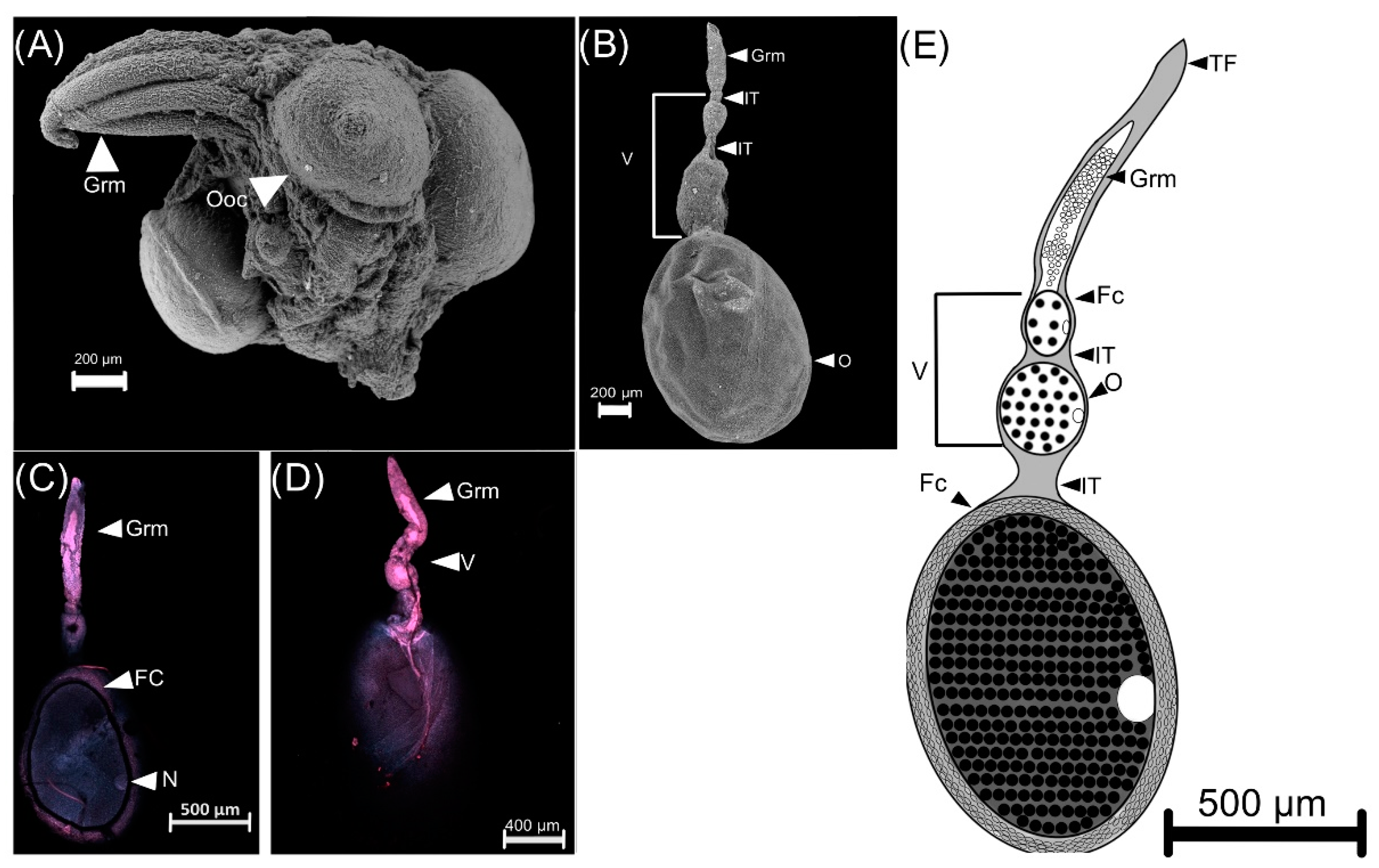 Insects 13 00638 g009