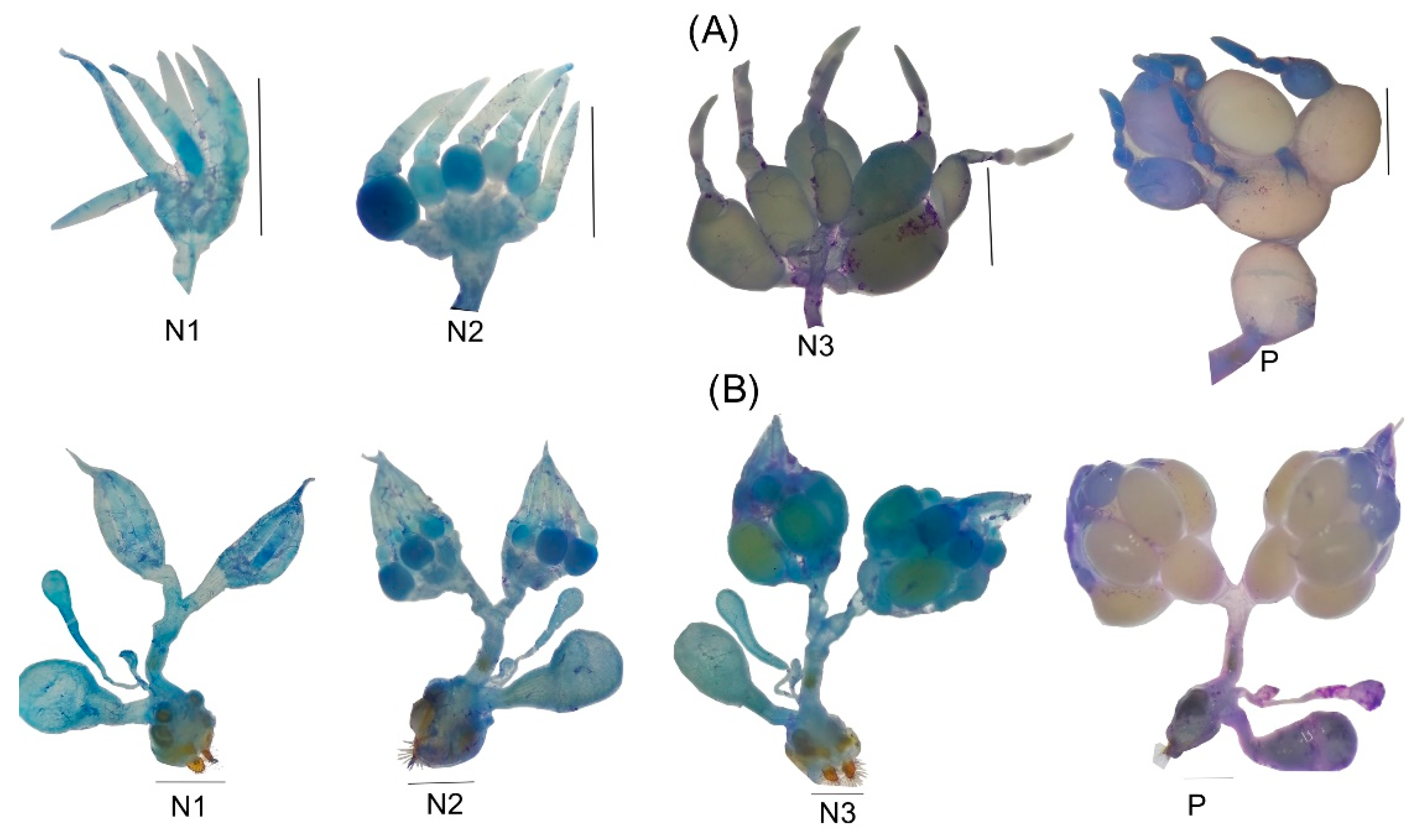 Insects 13 00638 g010