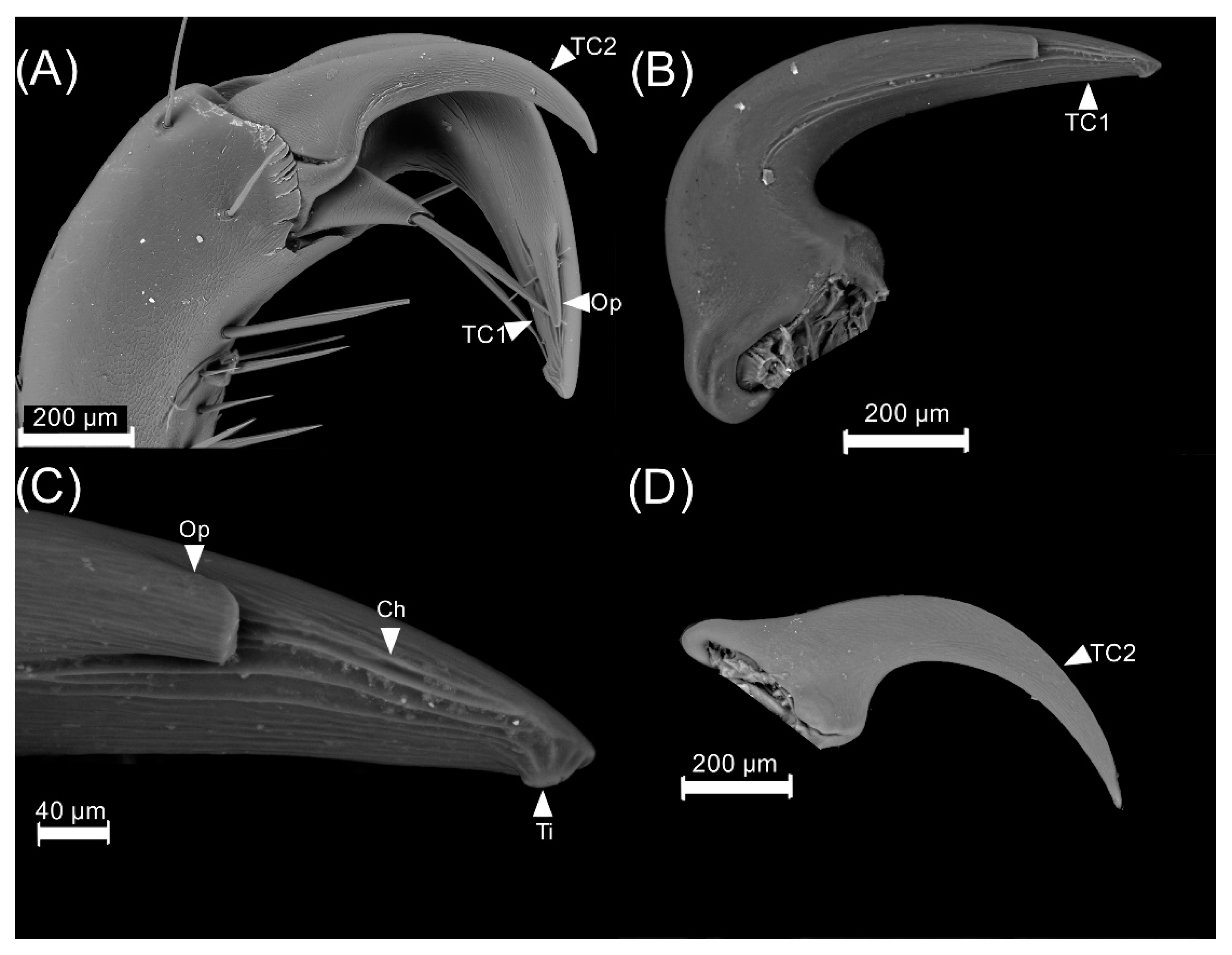 Insects 13 00638 g012