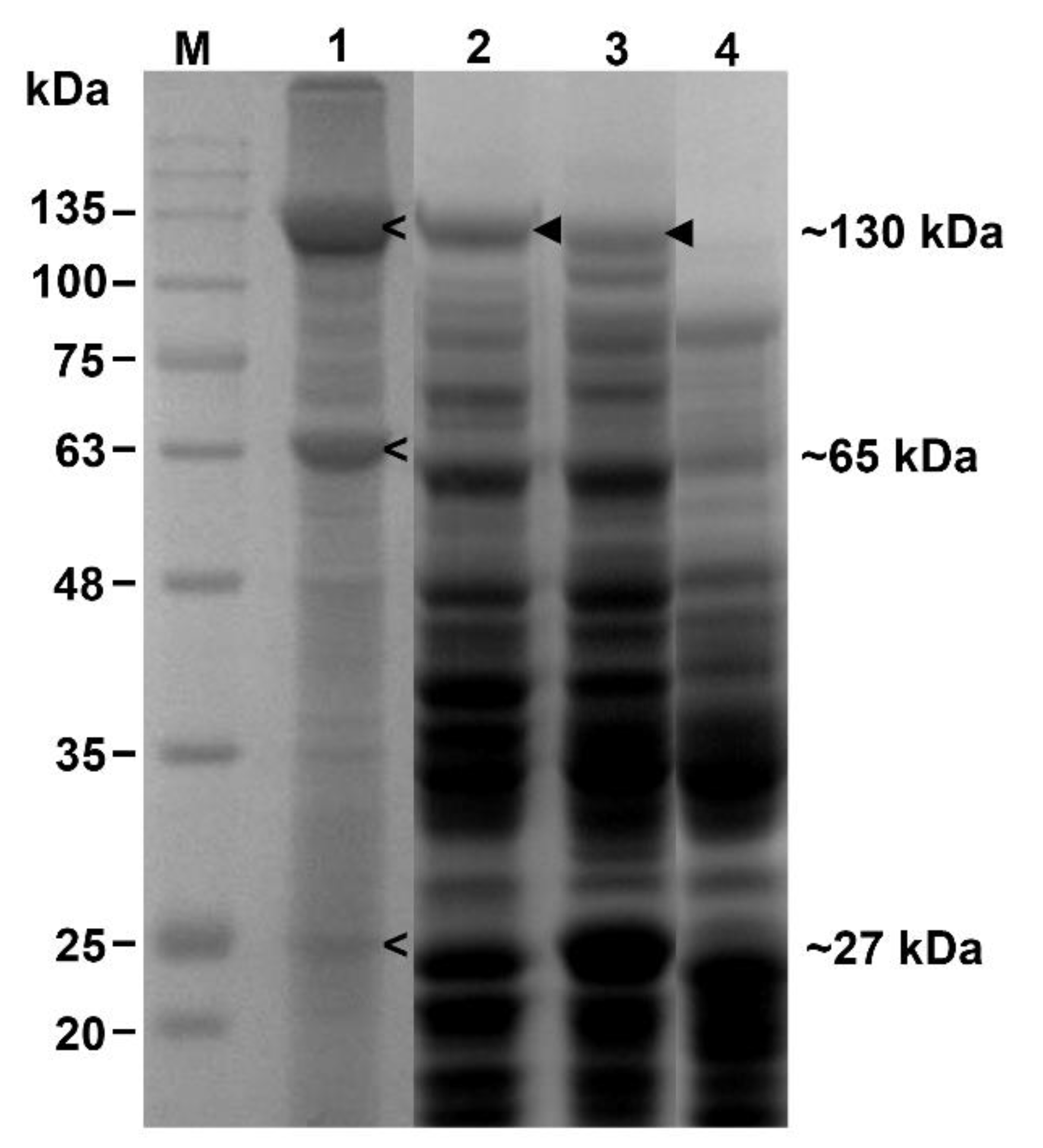 Insects 13 00641 g001