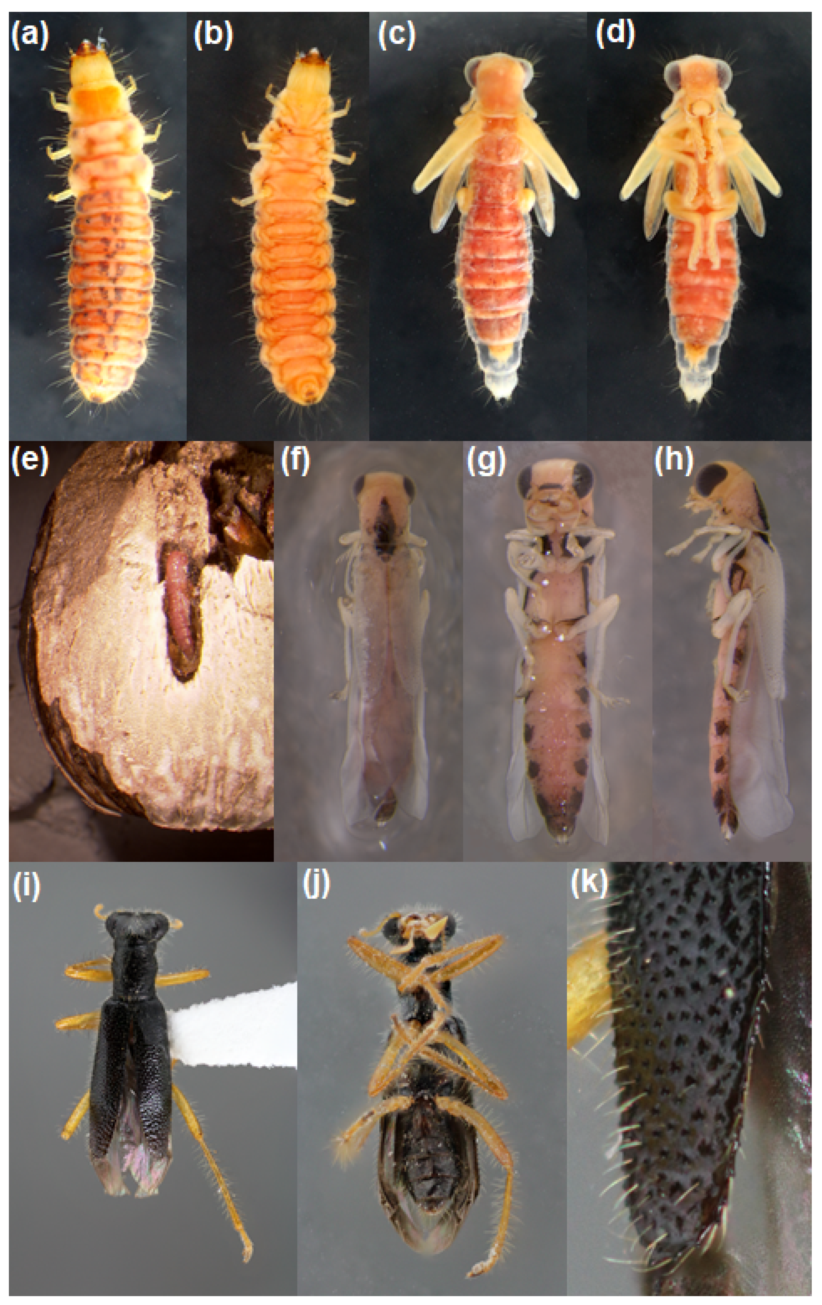 Insects 13 00646 g002 Insects 13 00646 g002