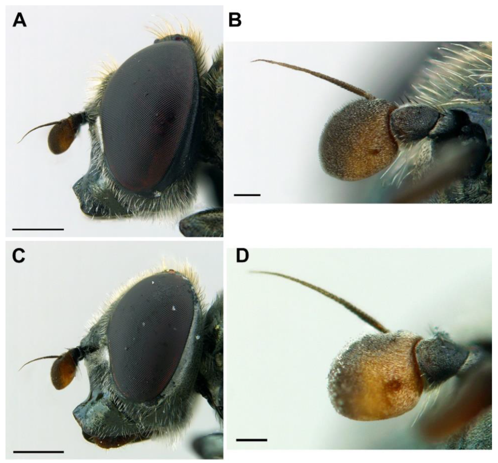 Insects 13 00648 g005