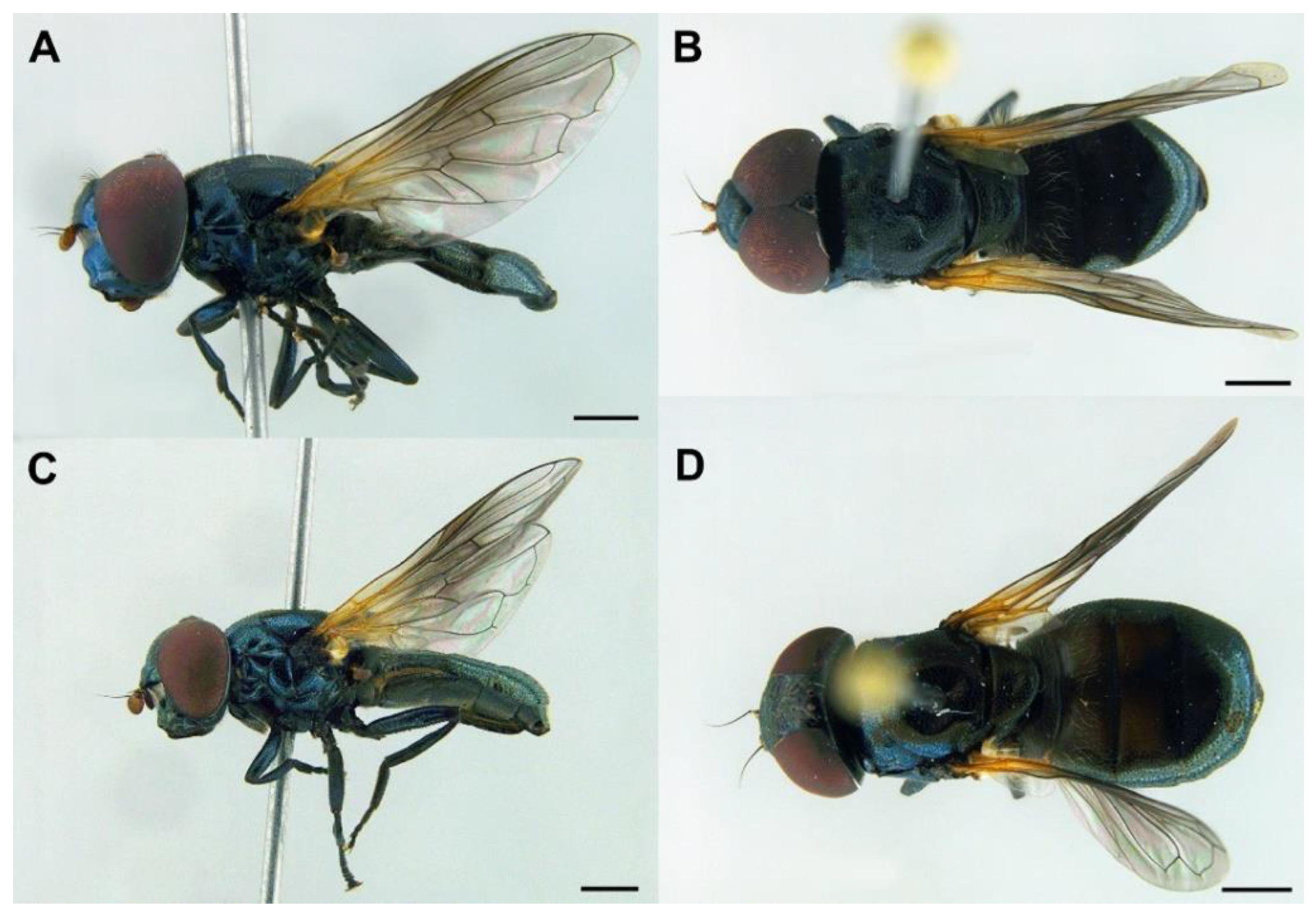 Insects 13 00648 g008