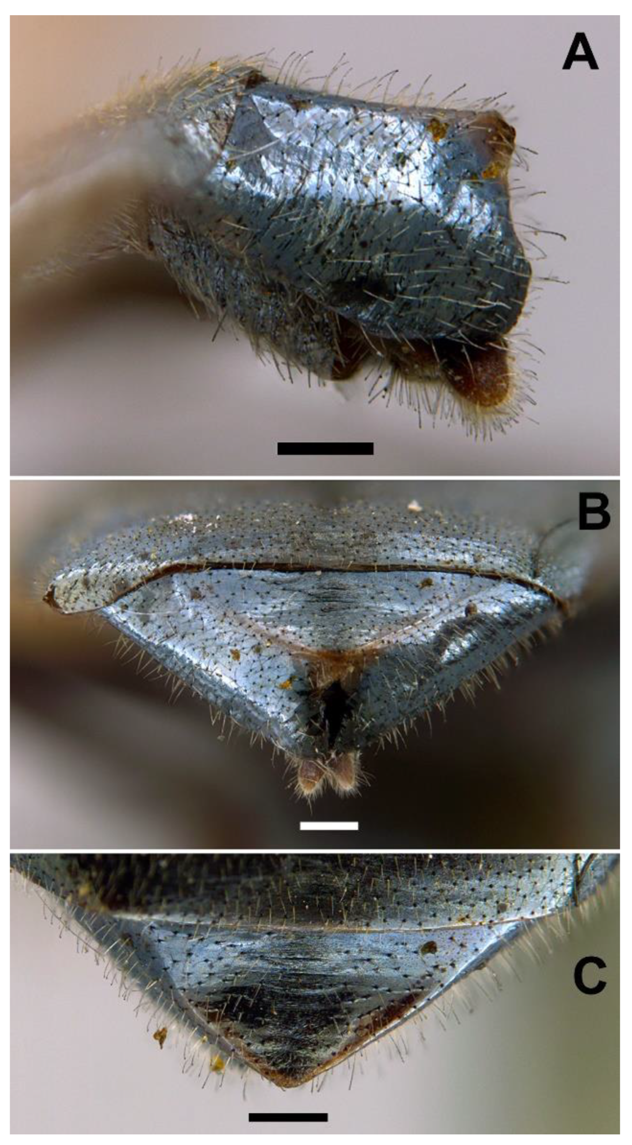 Insects 13 00648 g013