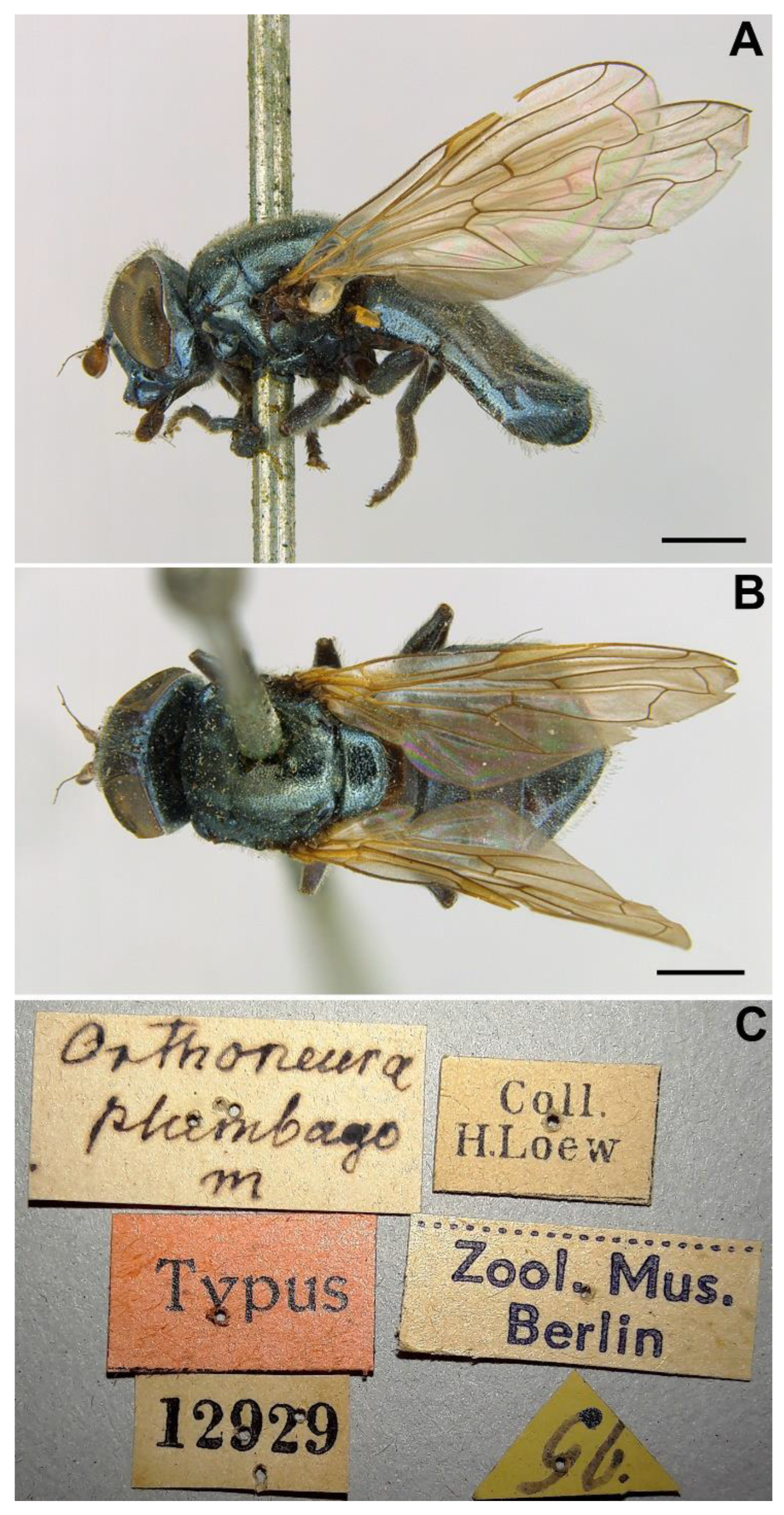 Insects 13 00648 g015