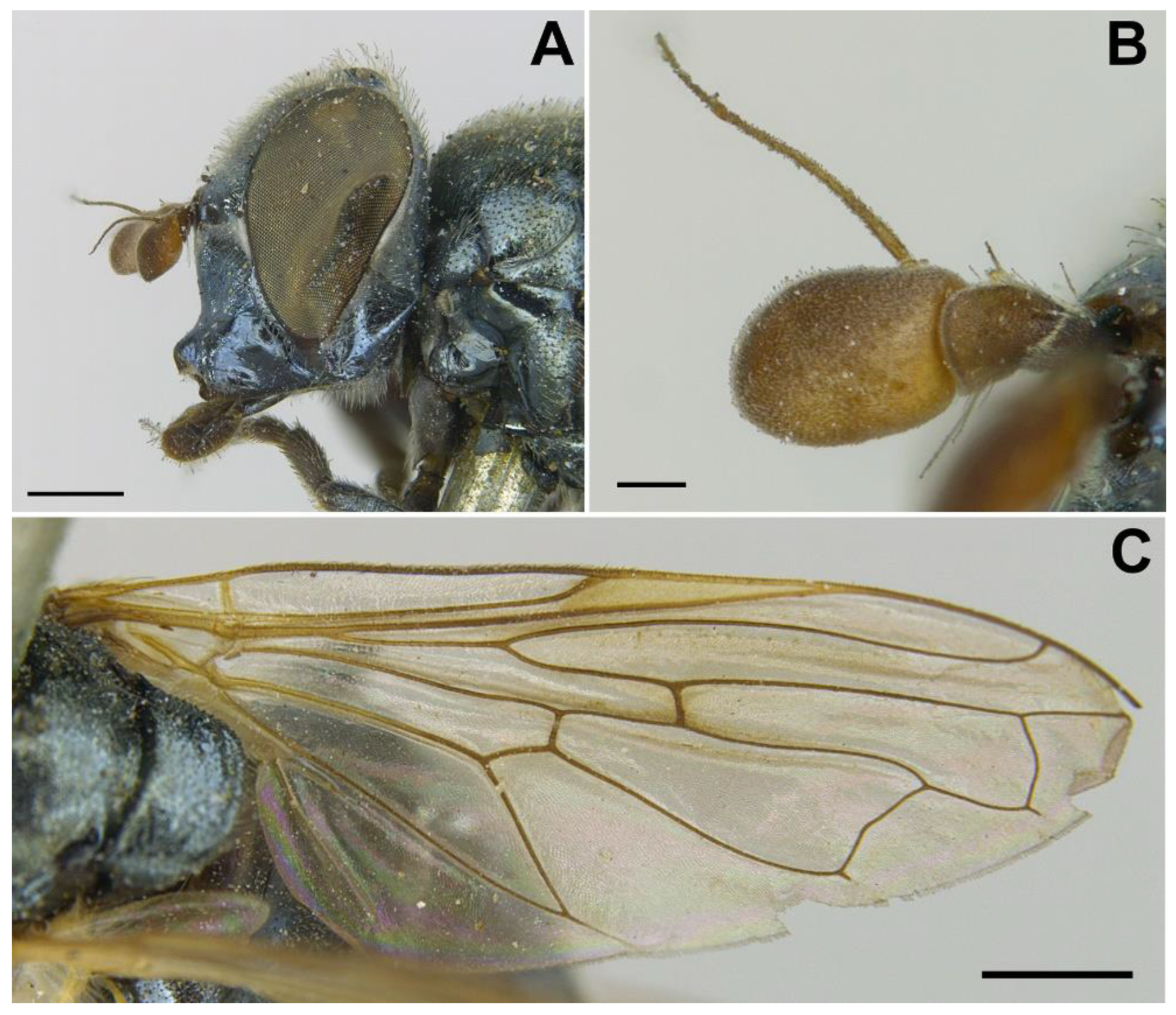 Insects 13 00648 g016