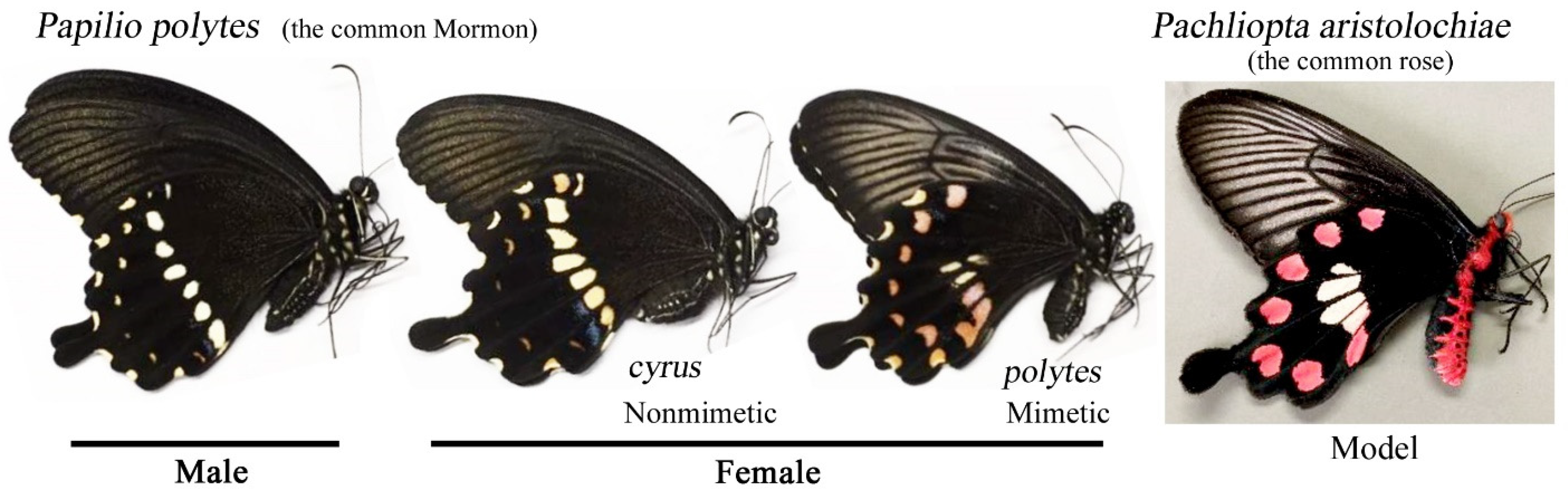 Insects 13 00649 g001