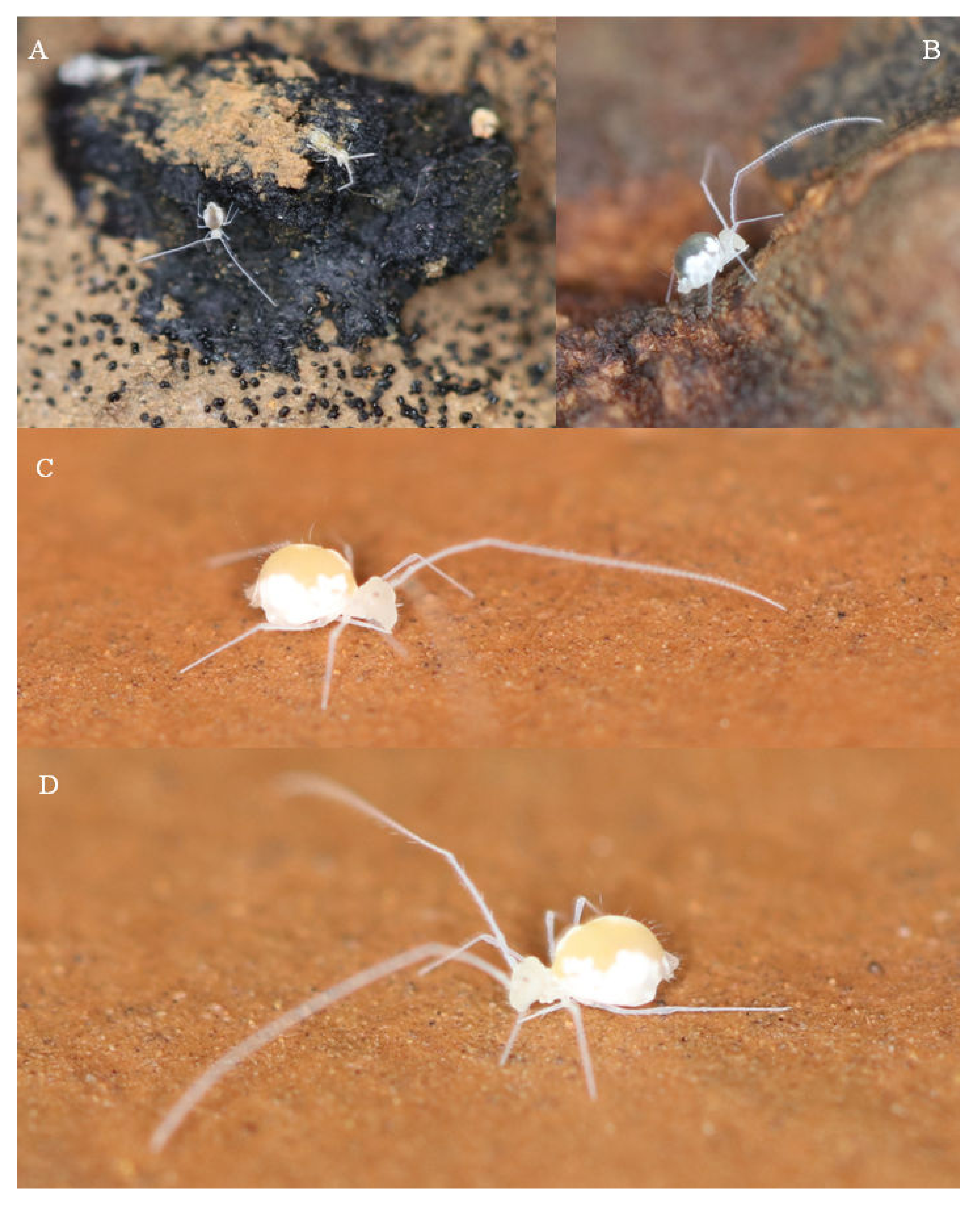 Insects 13 00650 g002