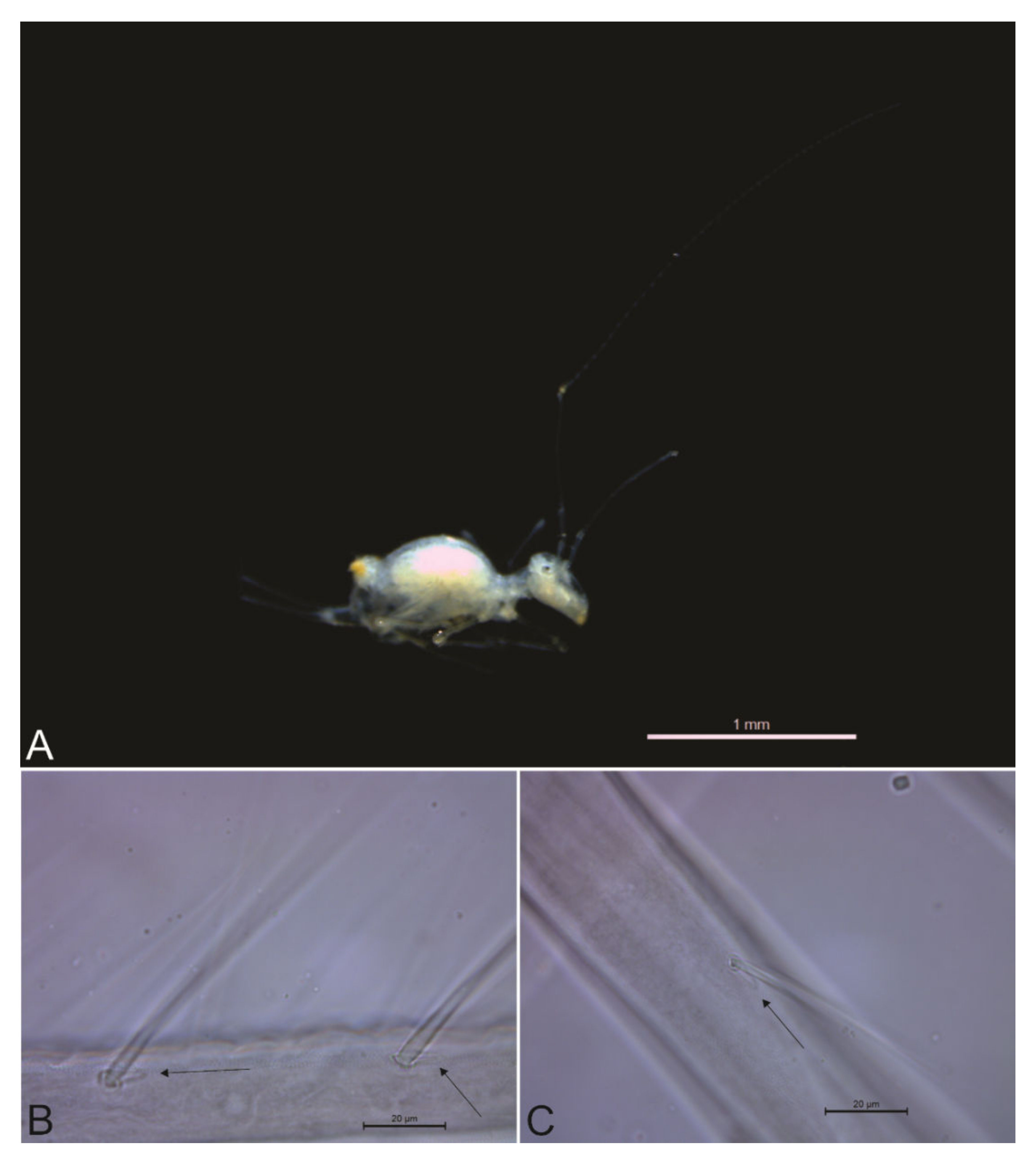 Insects 13 00650 g003