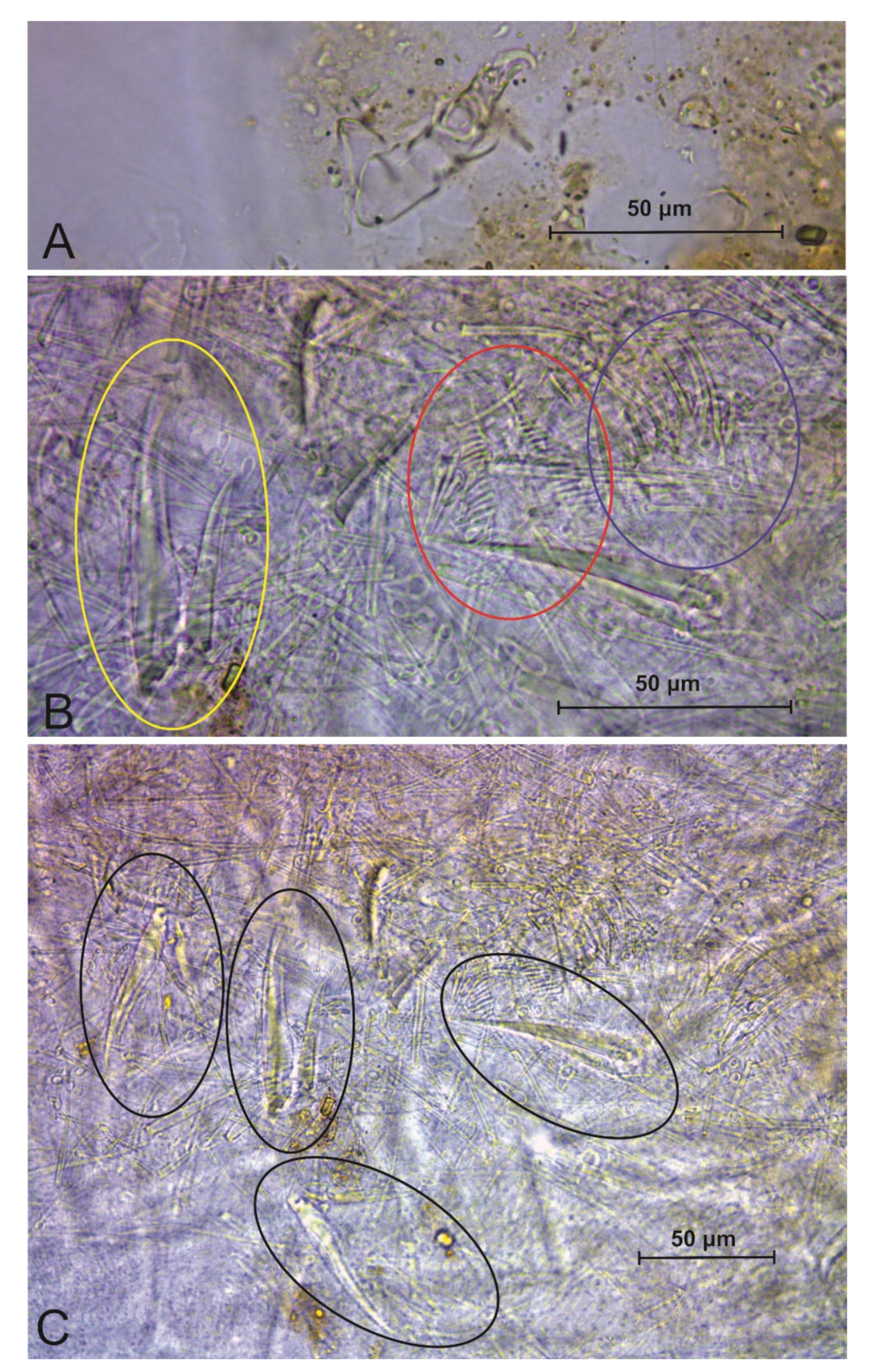 Insects 13 00650 g010