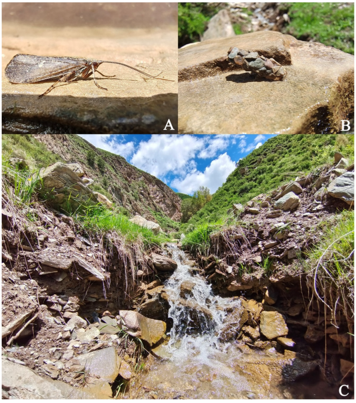 Insects 13 00653 g001