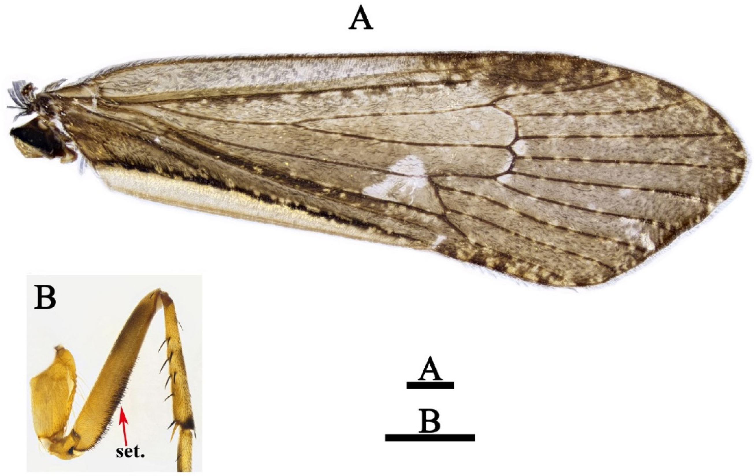 Insects 13 00653 g002