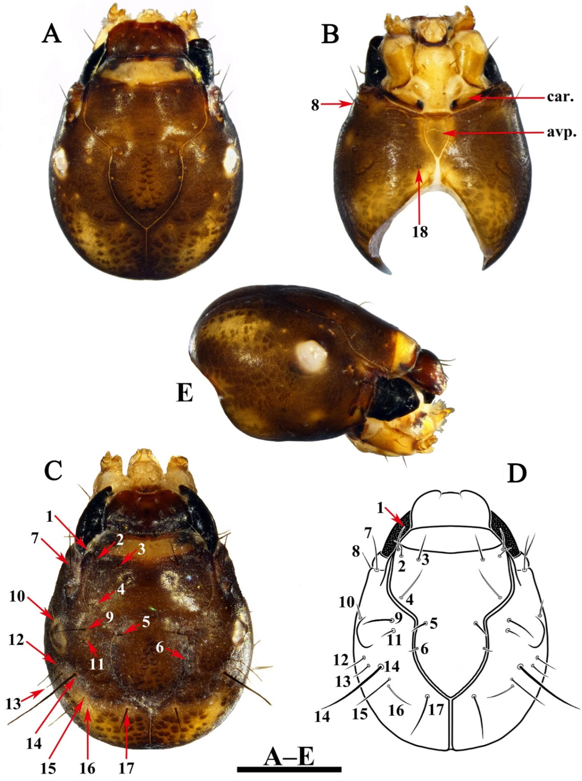 Insects 13 00653 g007