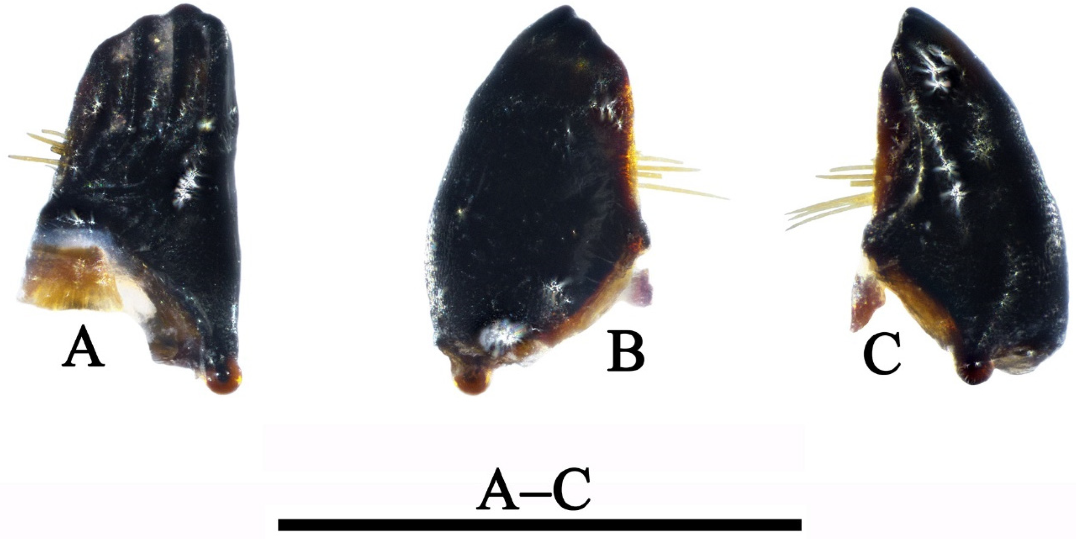 Insects 13 00653 g008