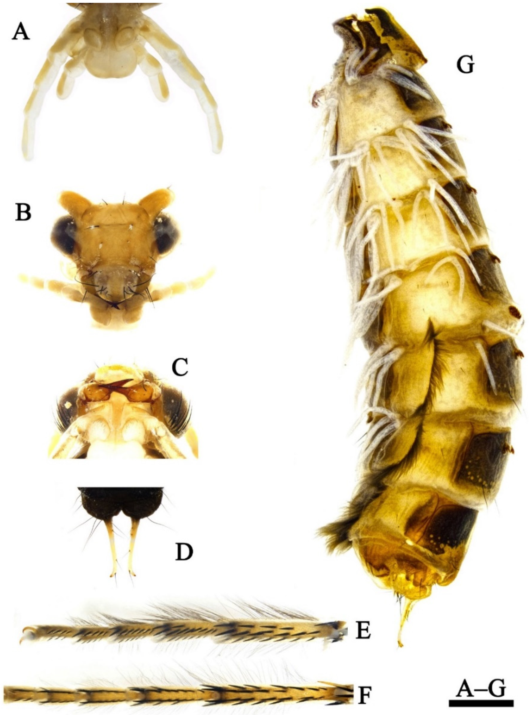 Insects 13 00653 g012