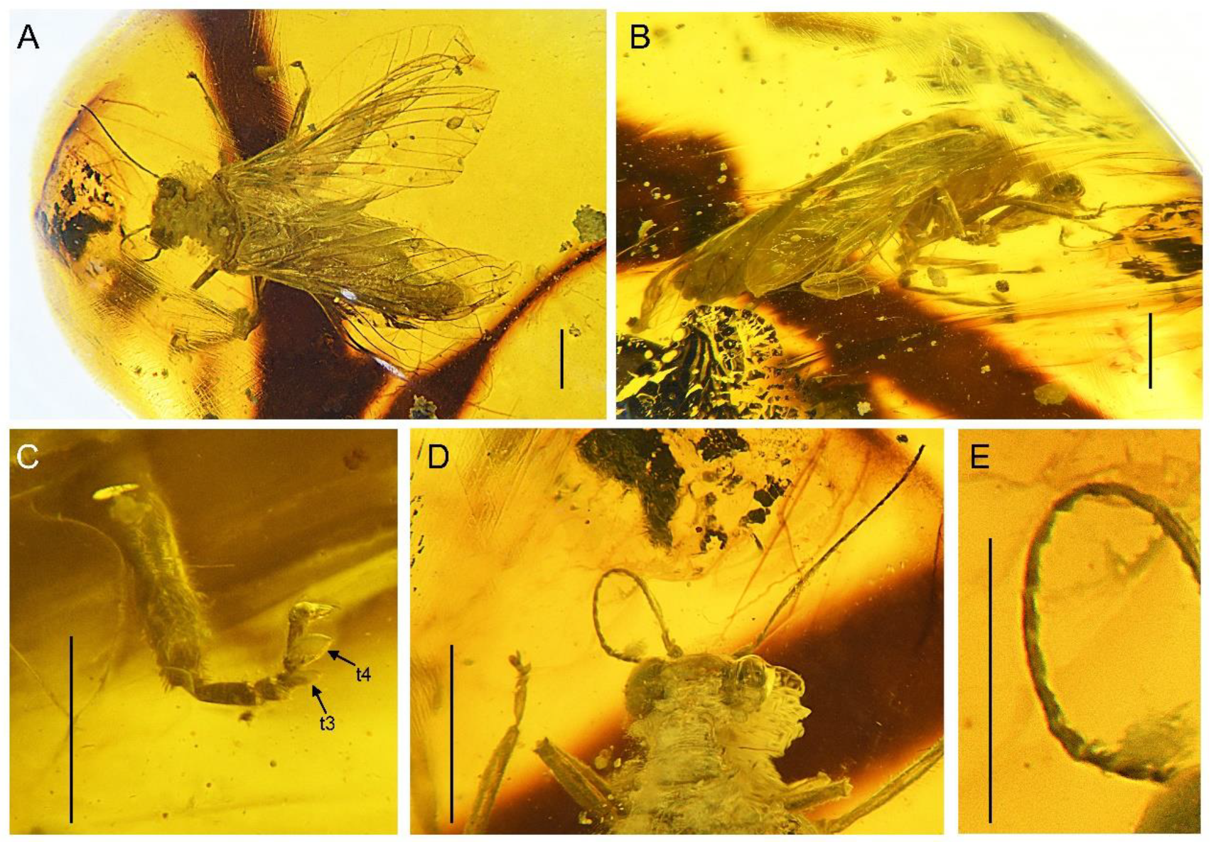 Insects 13 00654 g001