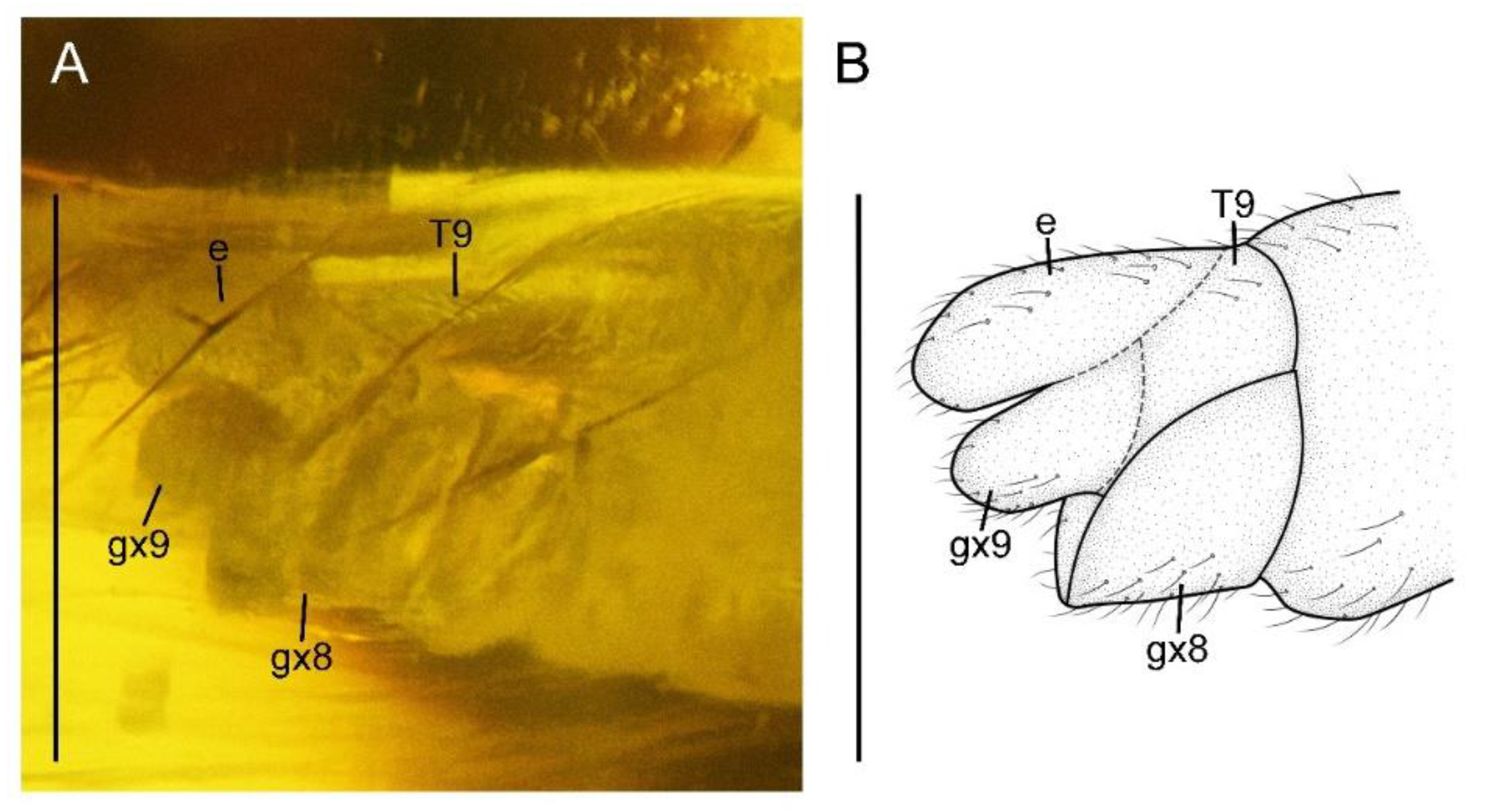 Insects 13 00654 g004