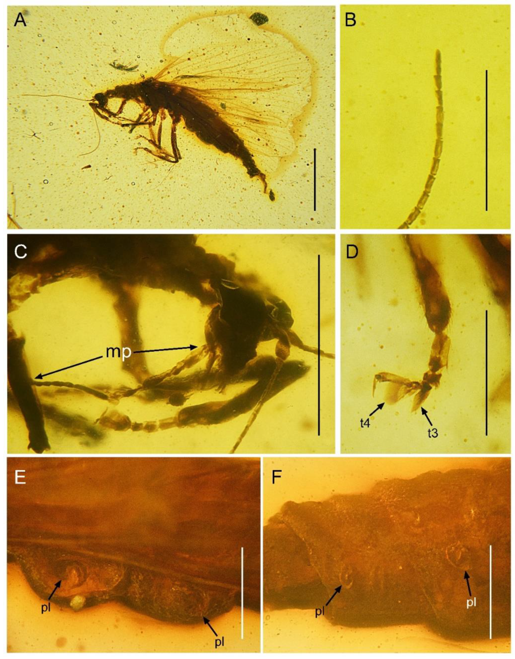 Insects 13 00654 g005