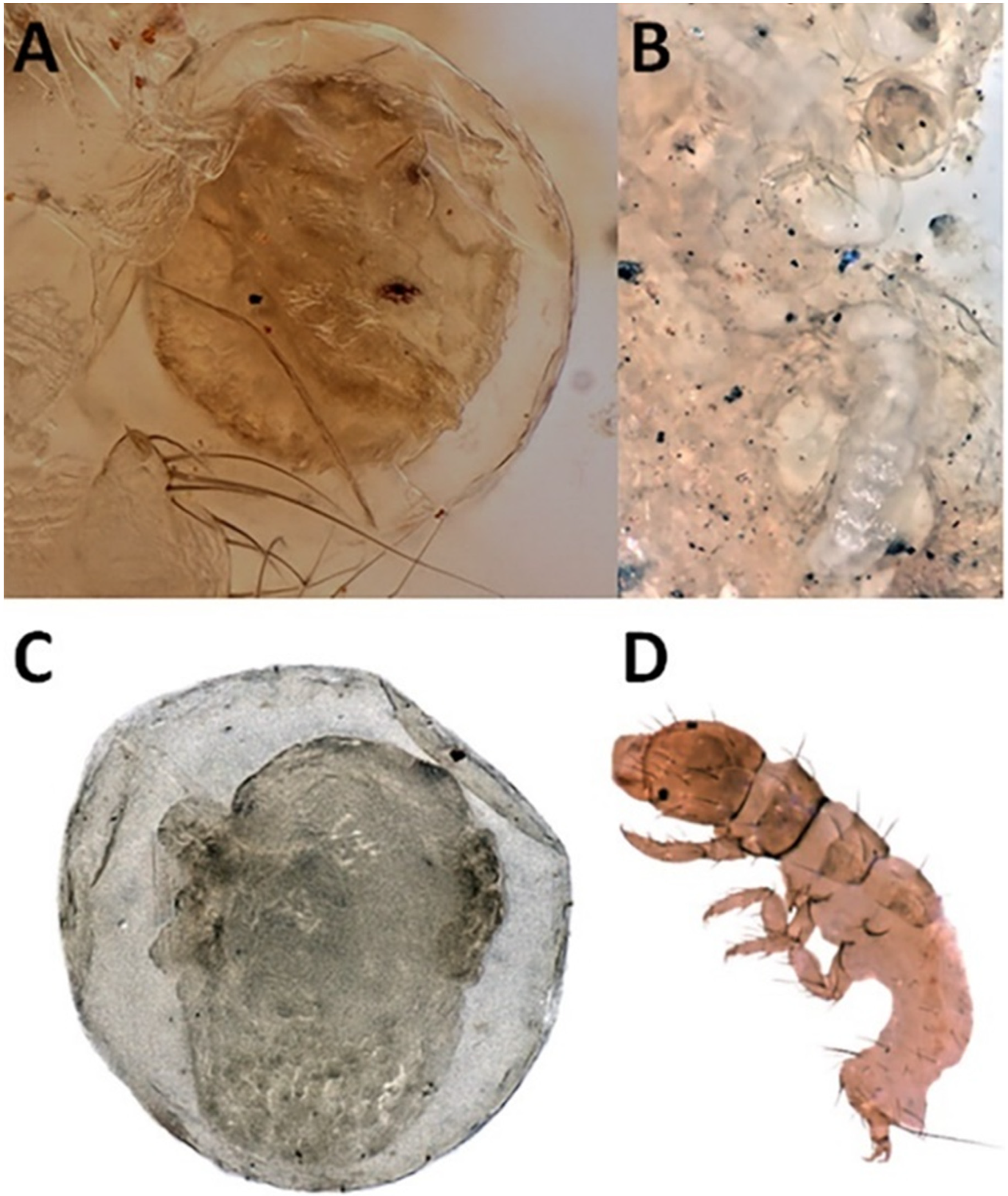 Insects 13 00659 g004 Insects 13 00659 g004