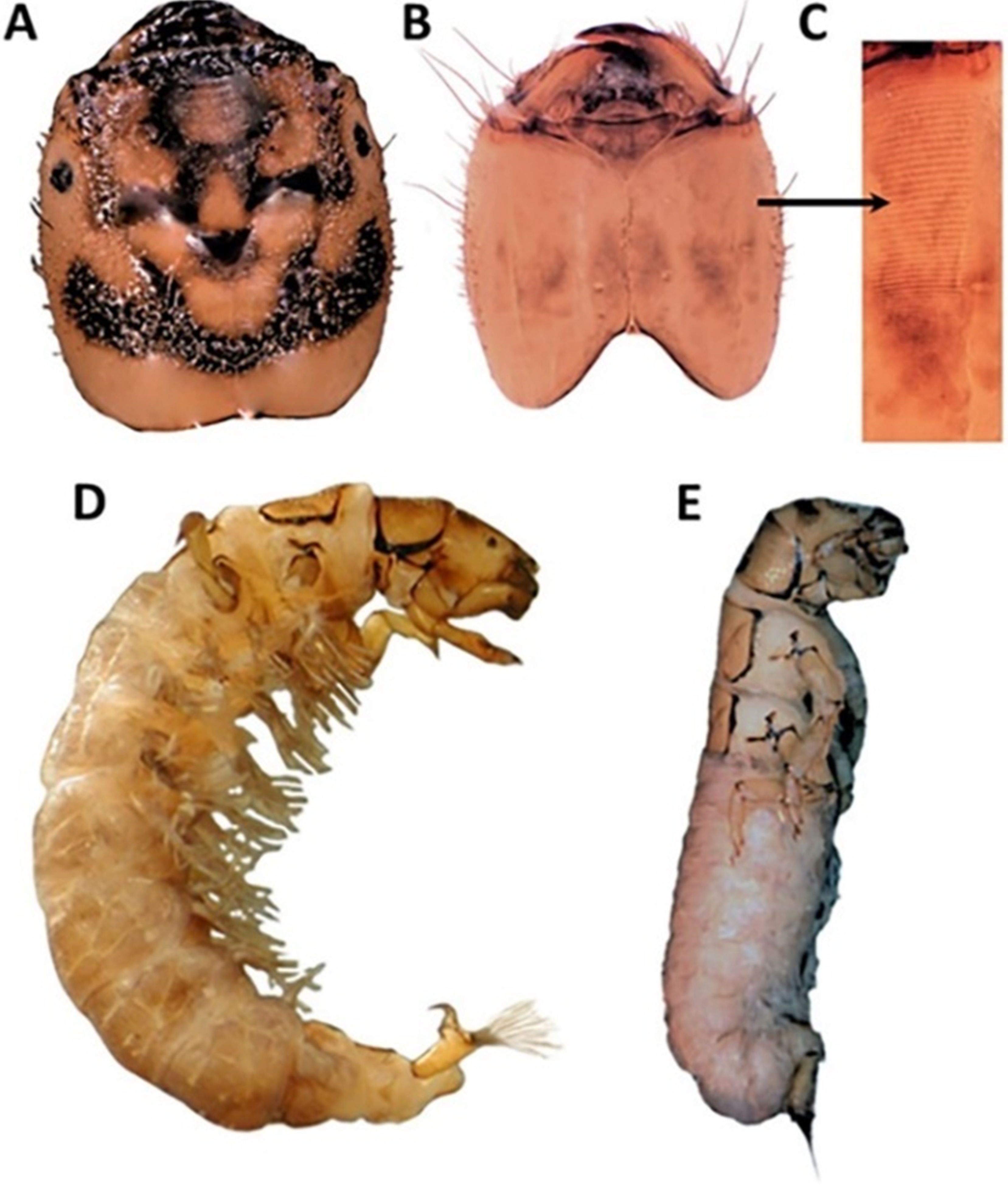 Insects 13 00659 g005 Insects 13 00659 g005