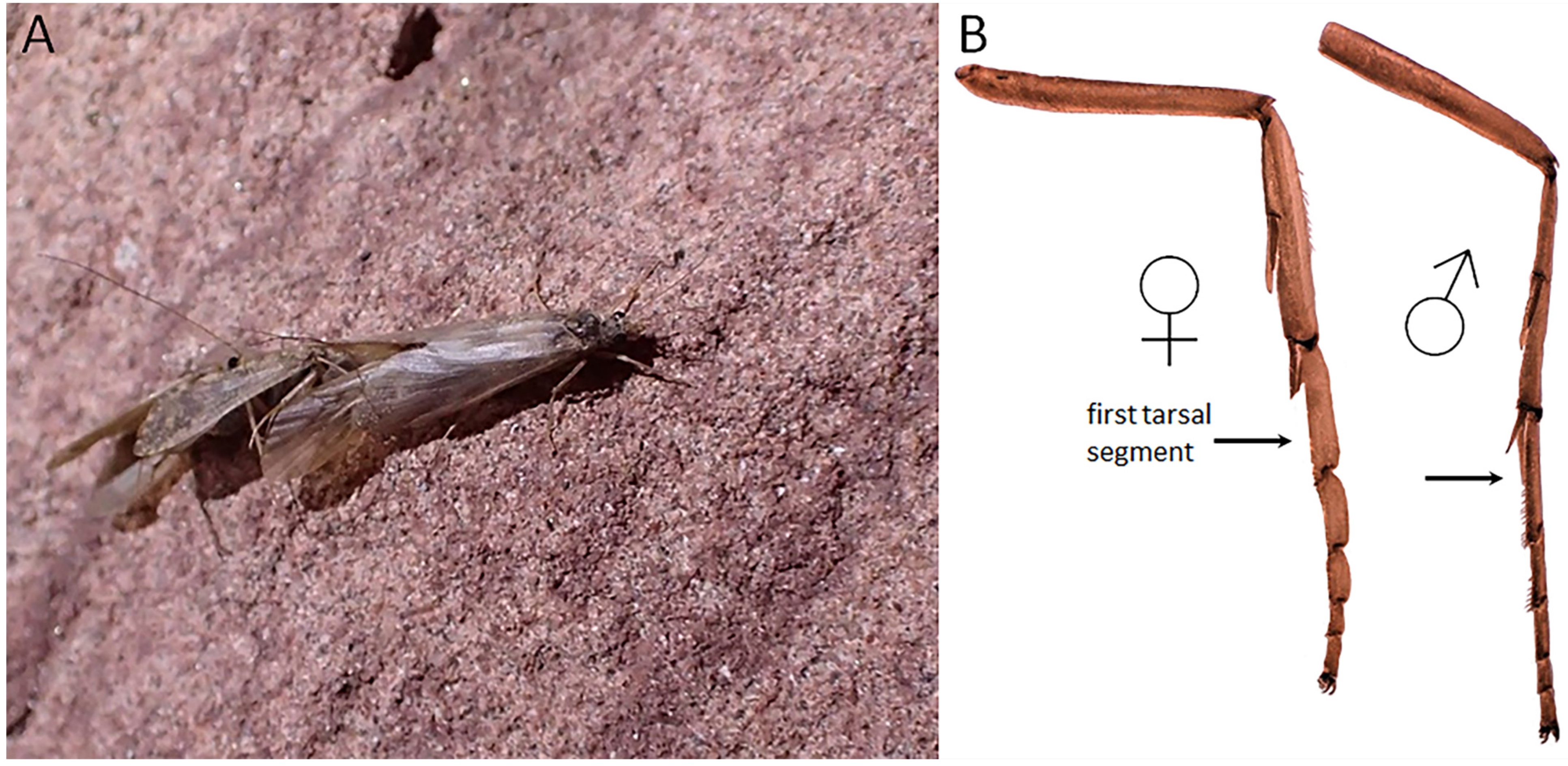 Insects 13 00659 g007 Insects 13 00659 g007