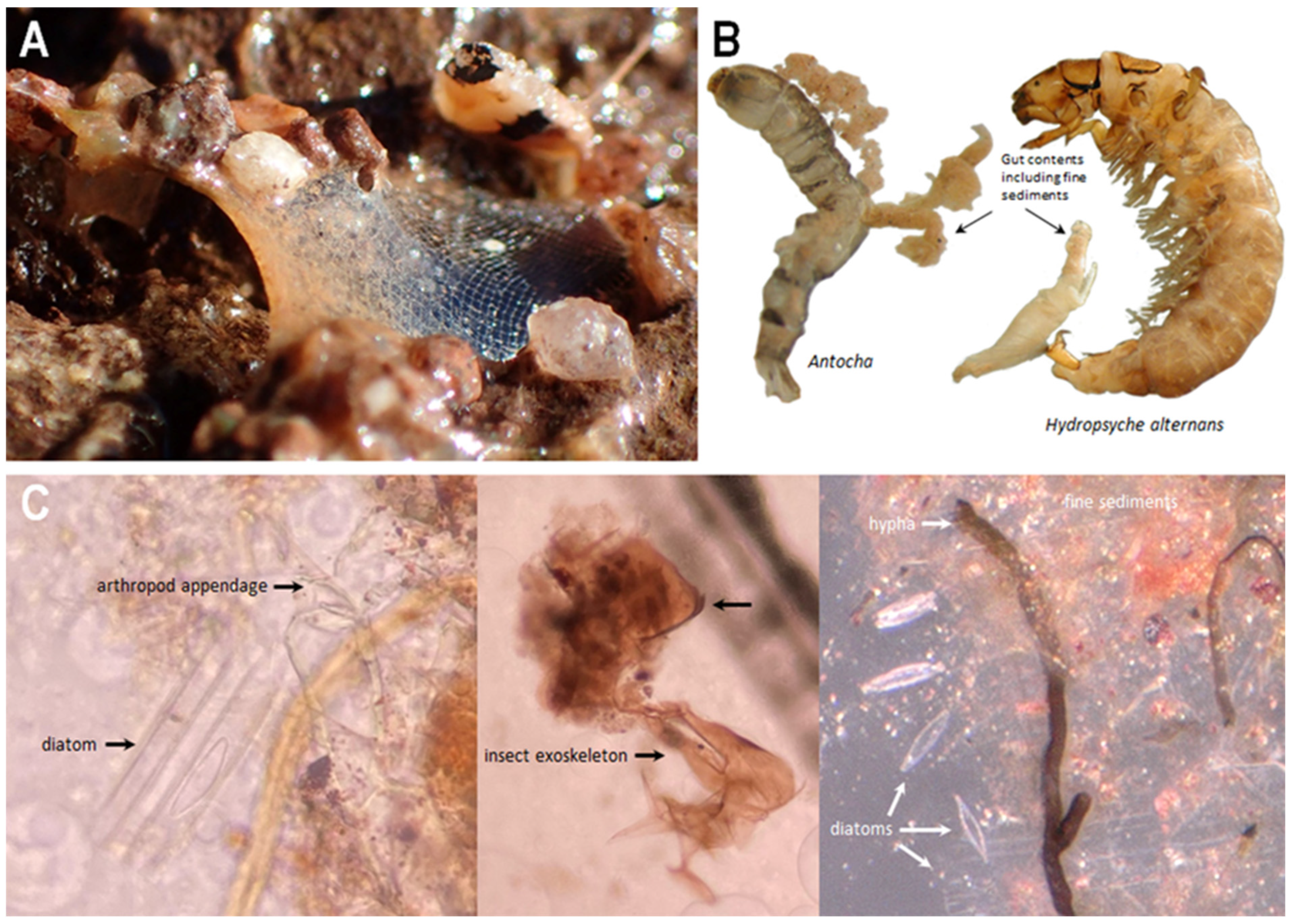 Insects 13 00659 g008 Insects 13 00659 g008