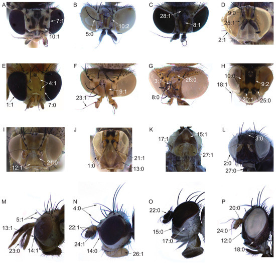 Insects 13 00665 g002