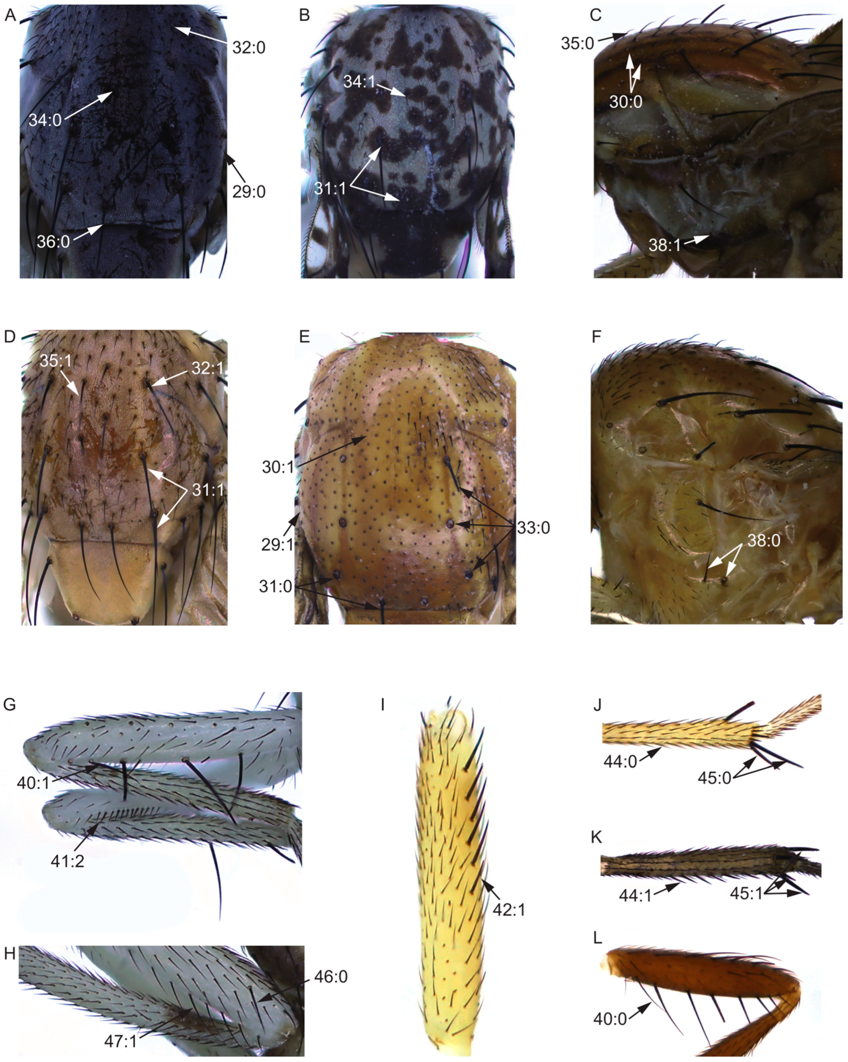 Insects 13 00665 g003