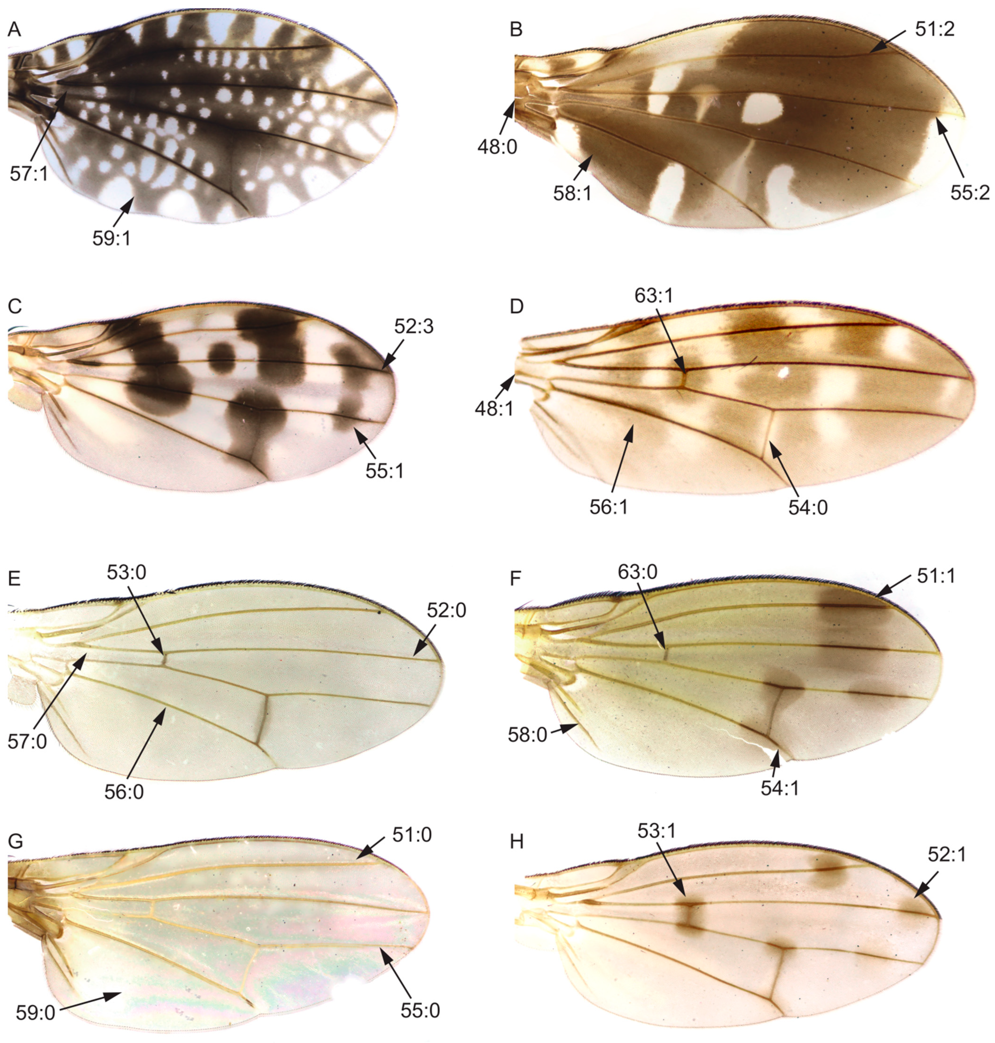 Insects 13 00665 g004