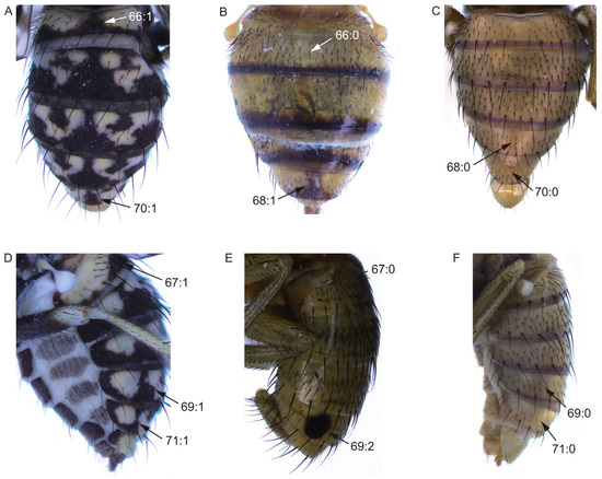 Insects 13 00665 g005