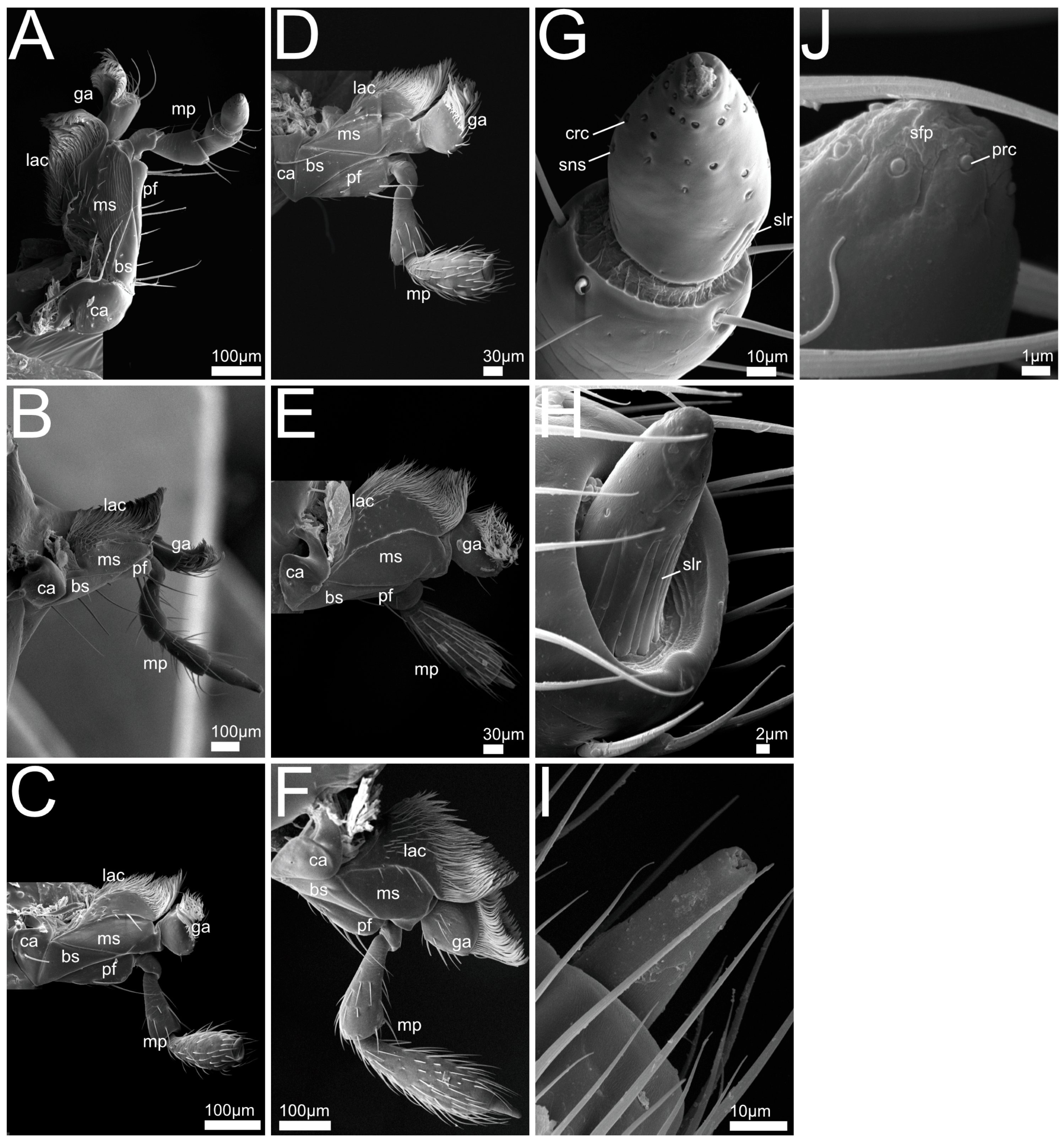 Insects 13 00667 g011