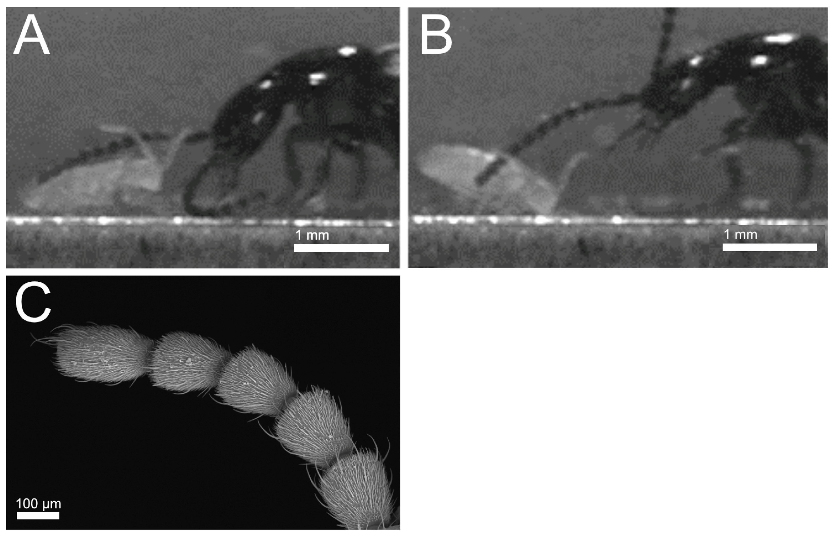 Insects 13 00667 g016