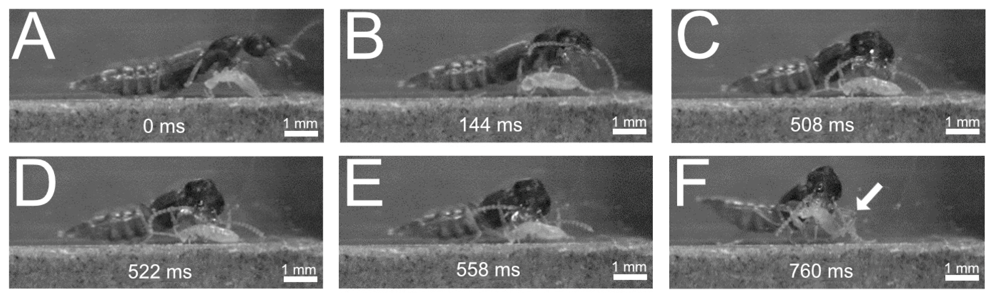 Insects 13 00667 g017