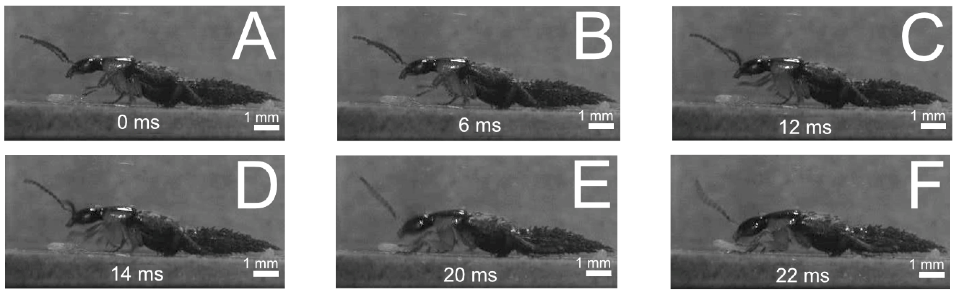 Insects 13 00667 g018