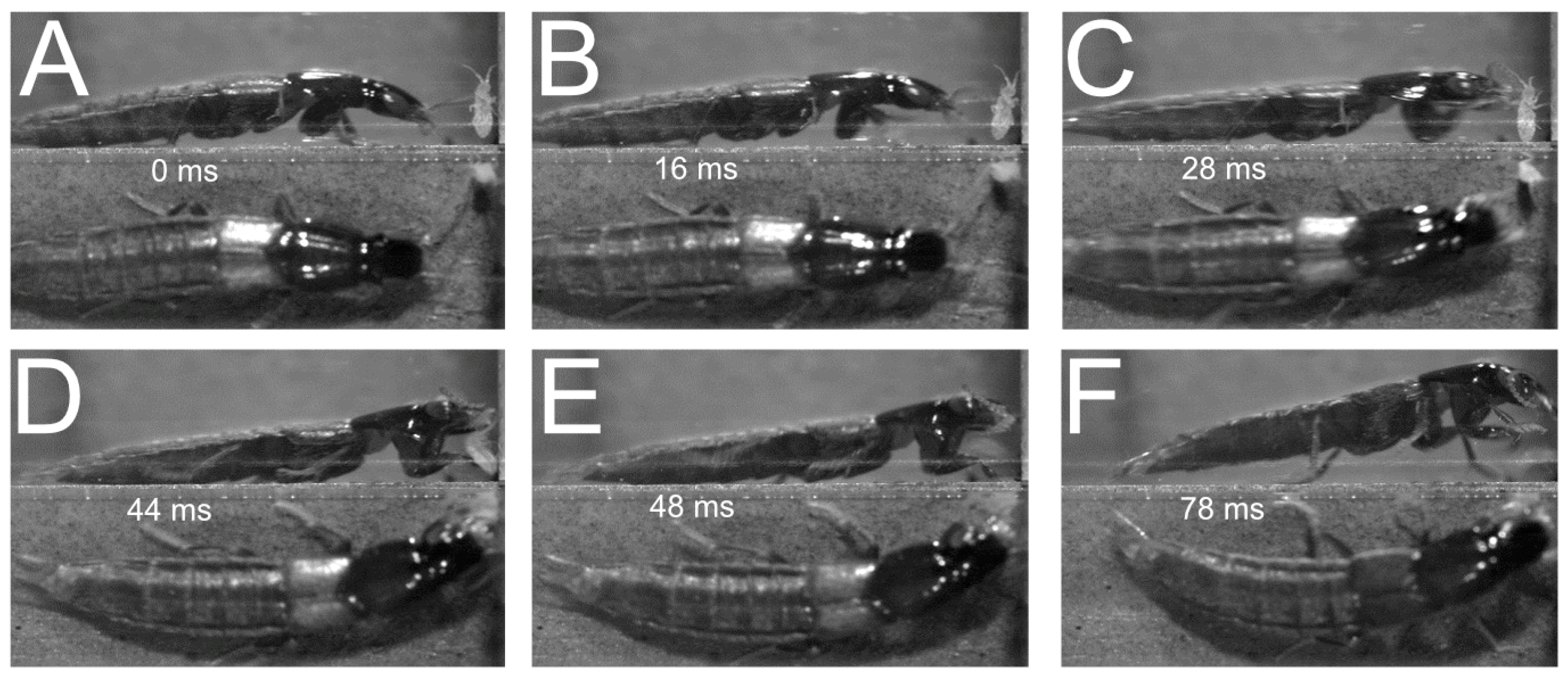 Insects 13 00667 g019