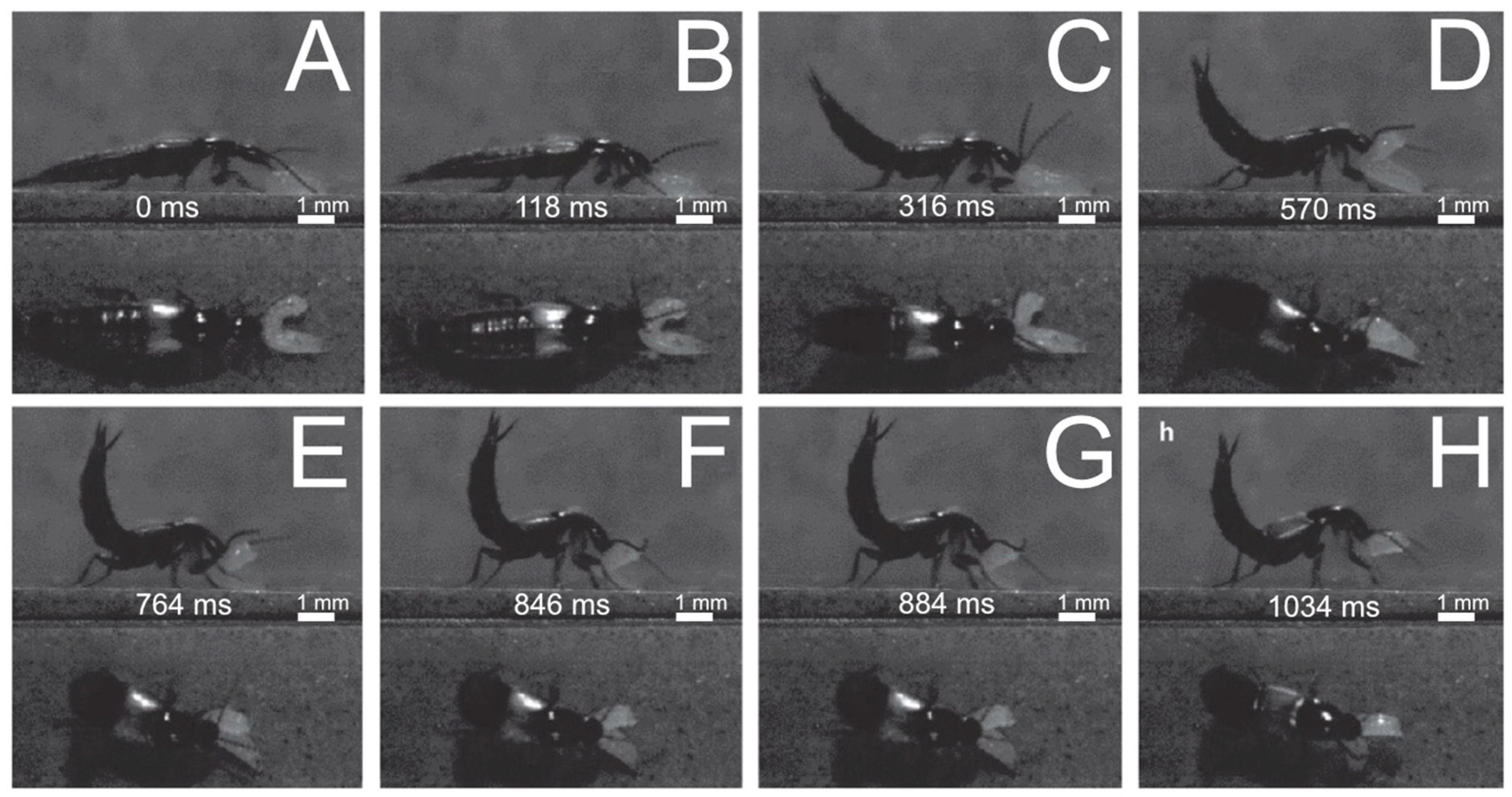 Insects 13 00667 g020