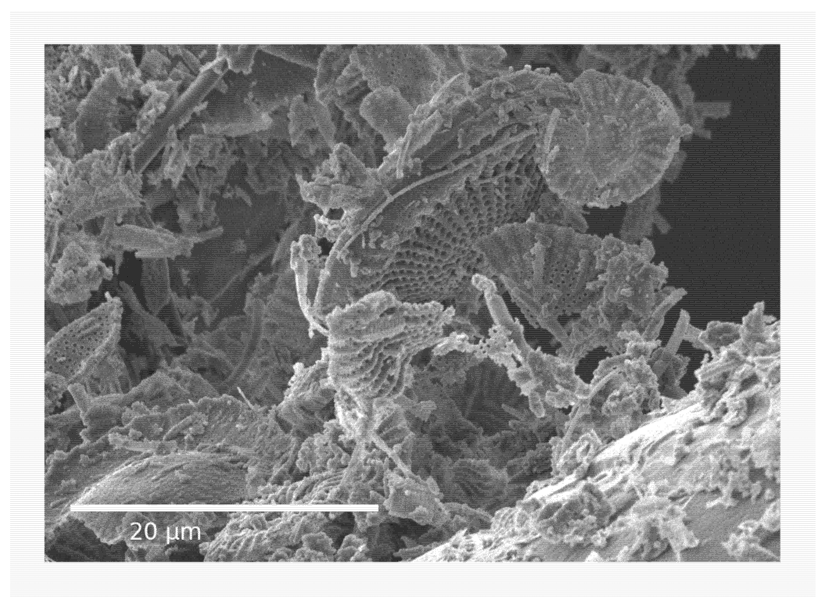 Insects 13 00672 g001