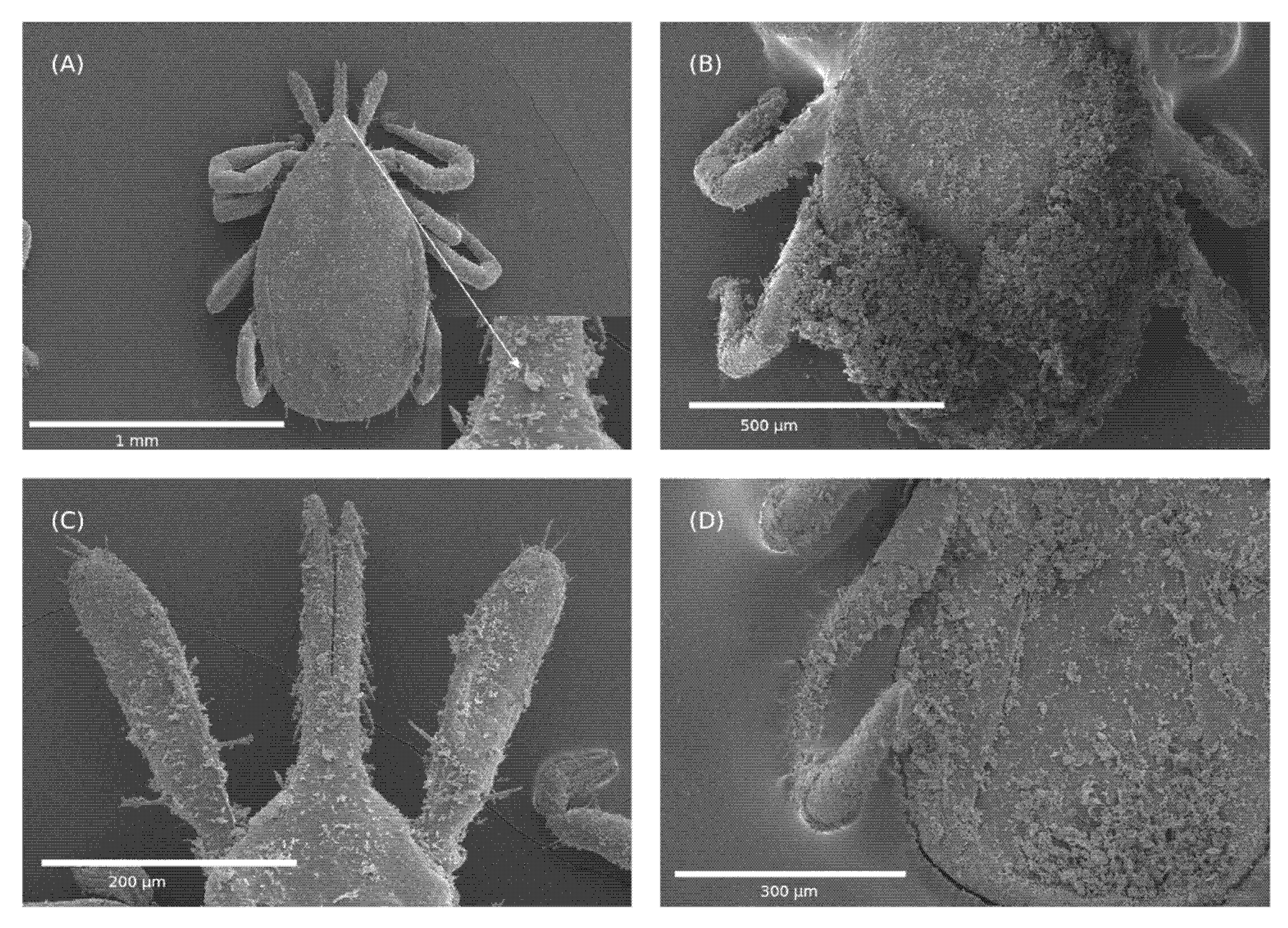 Insects 13 00672 g004