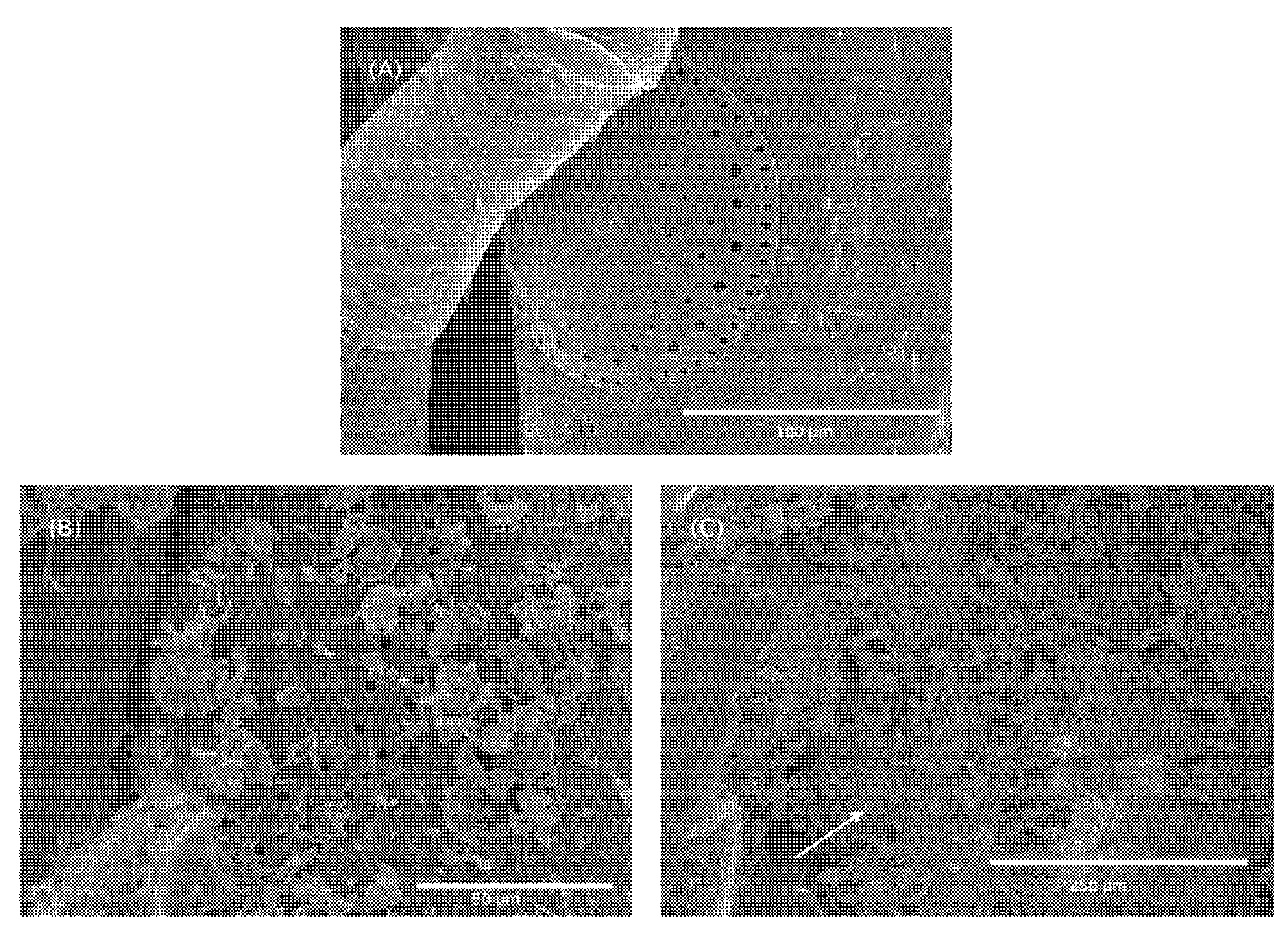 Insects 13 00672 g005