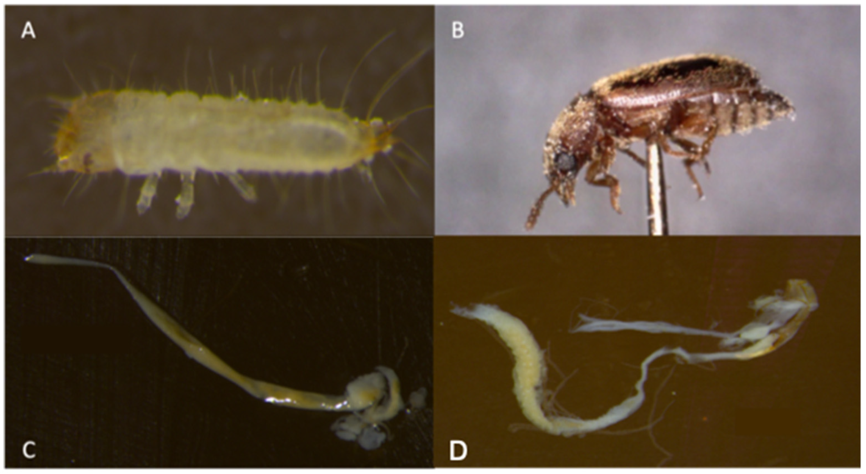 Insects 13 00685 g001