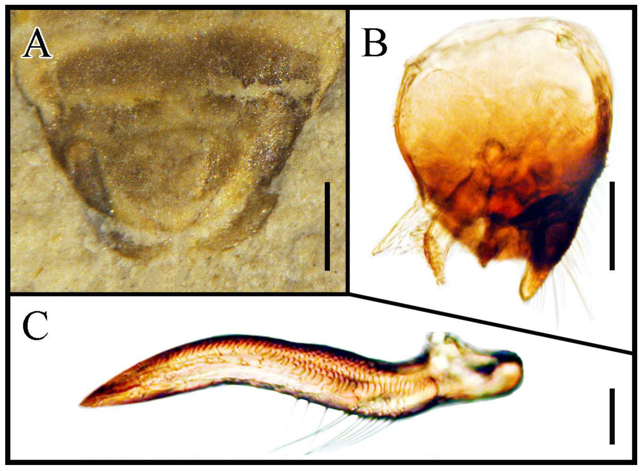 Insects 13 00689 g003