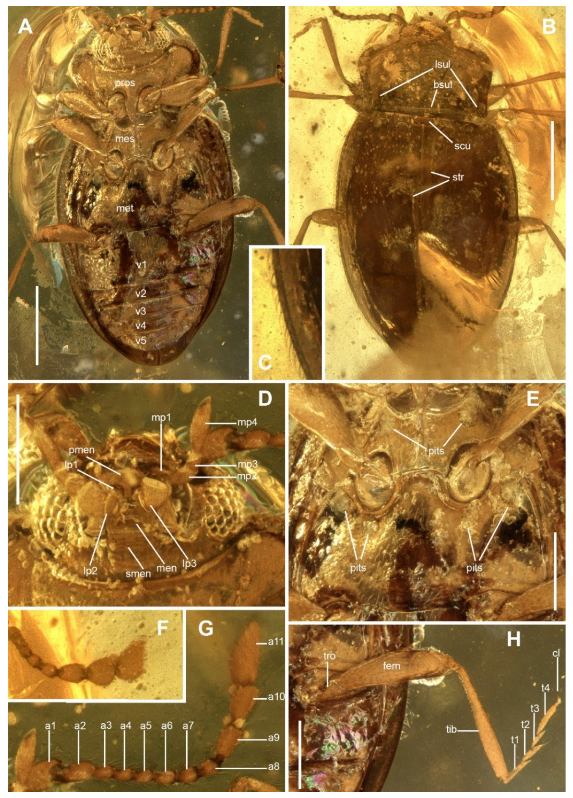 Insects 13 00690 g002
