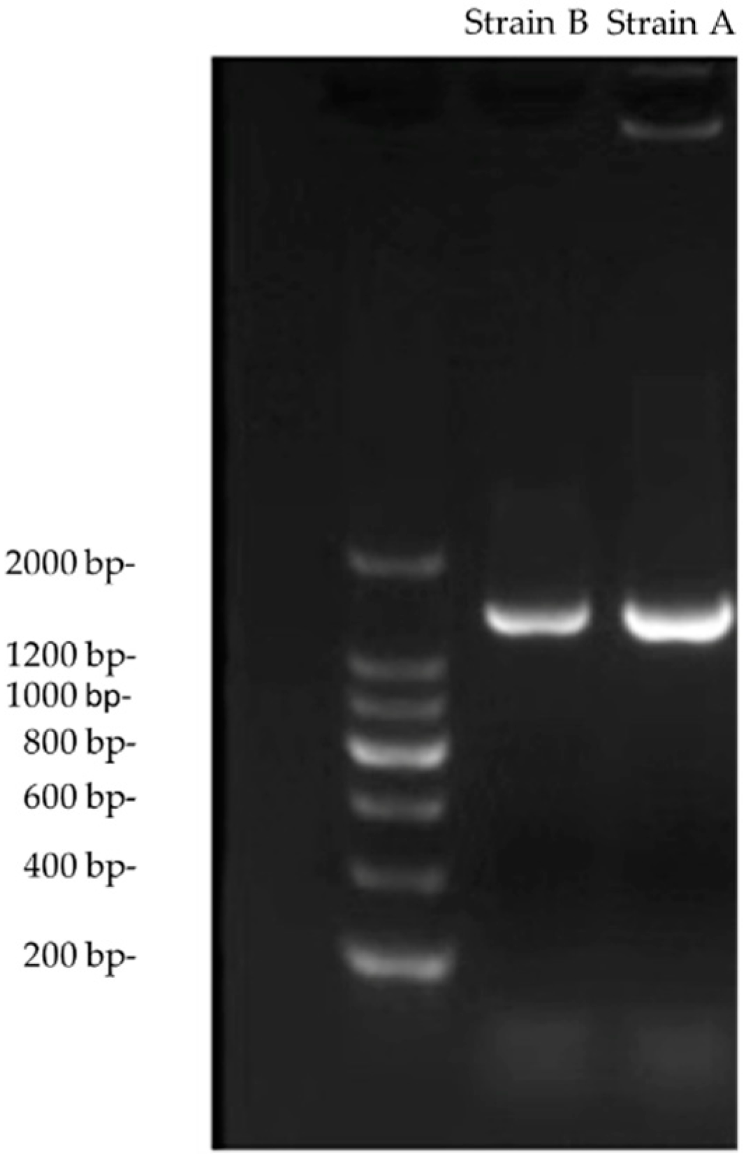 Insects 13 00691 g001