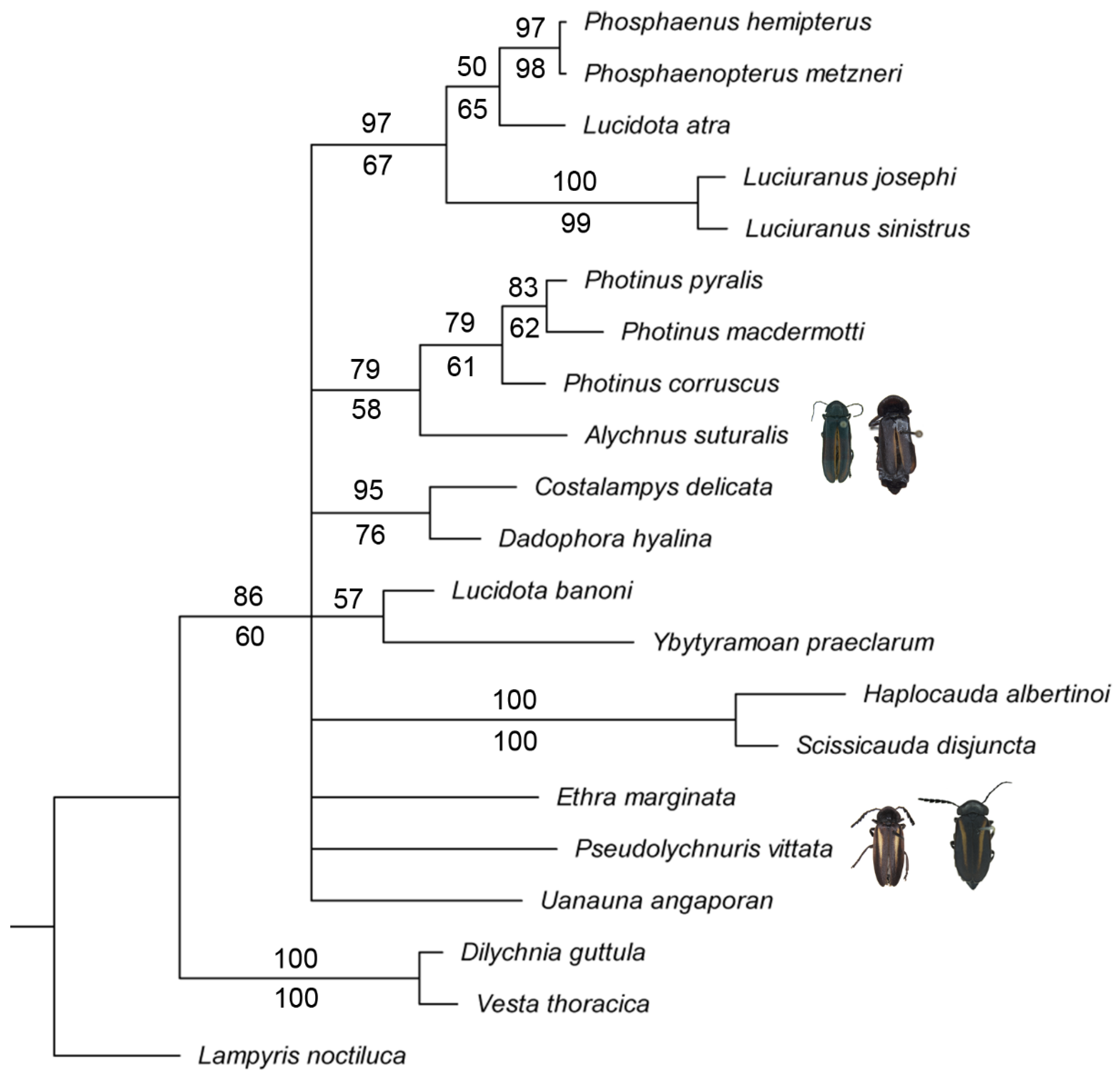 Insects 13 00697 g001