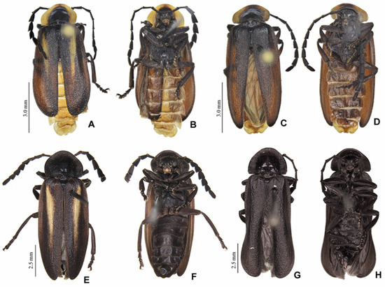 Insects 13 00697 g003 550