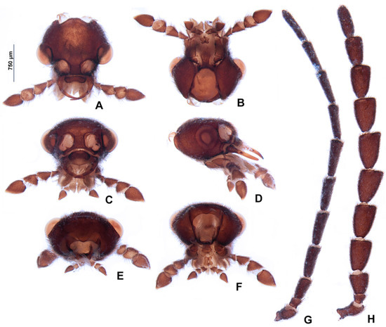 Insects 13 00697 g004 550