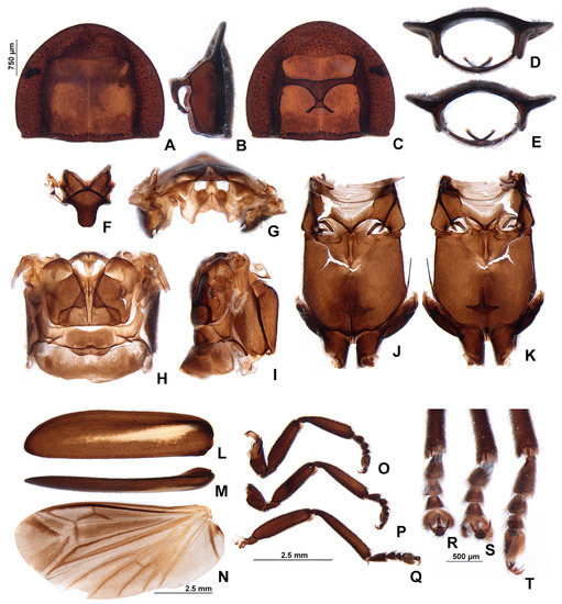 Insects 13 00697 g005 550