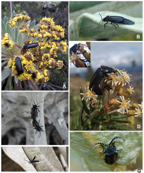 Insects 13 00697 g011 550