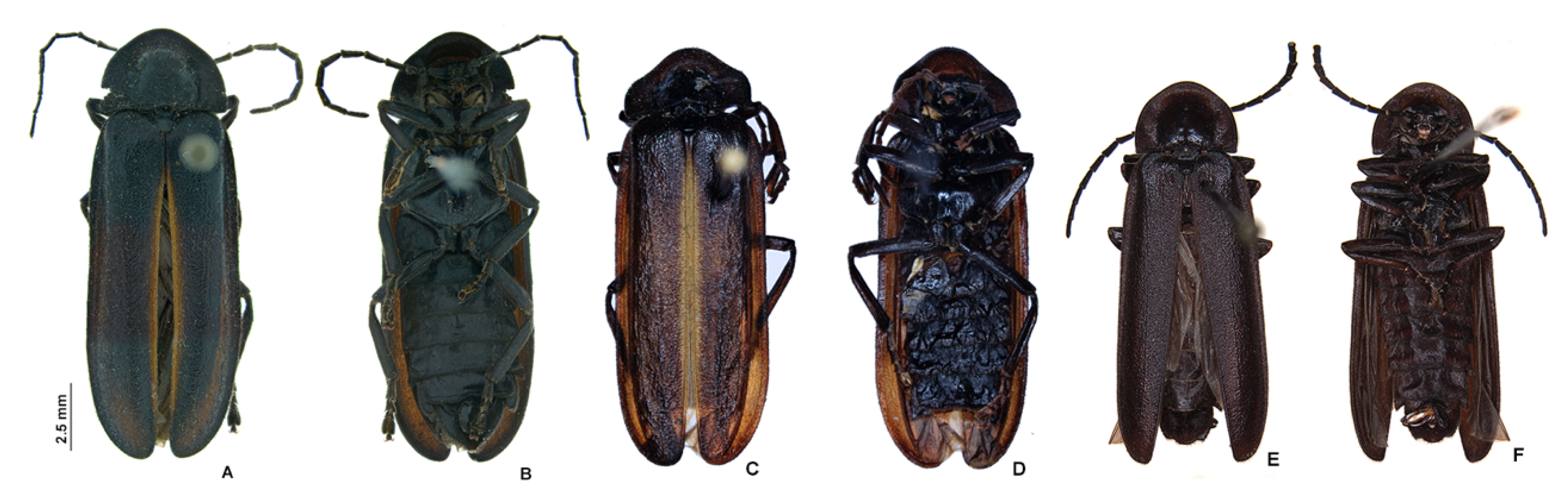 Insects 13 00697 g012